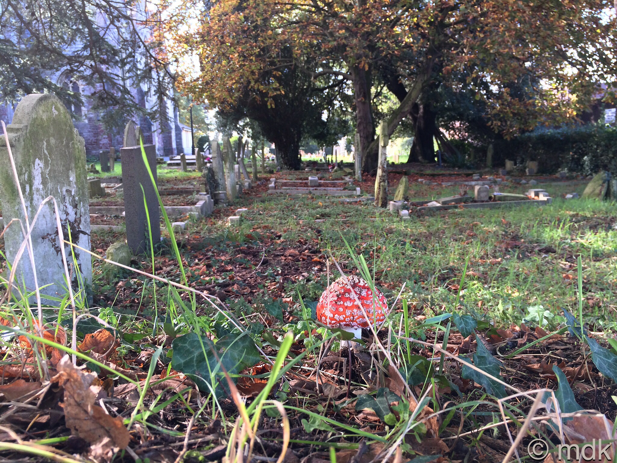 Fly agaric in the village churchyard