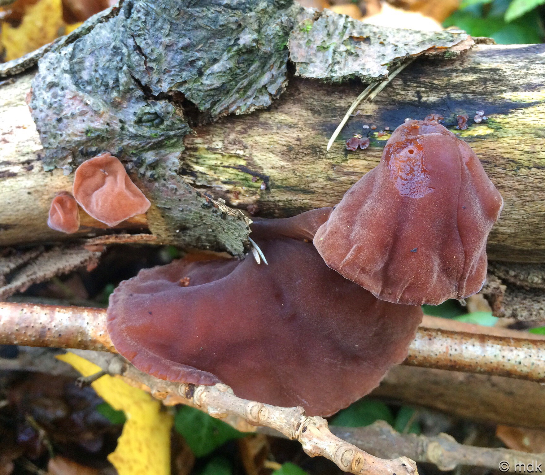Jelly ear fingi