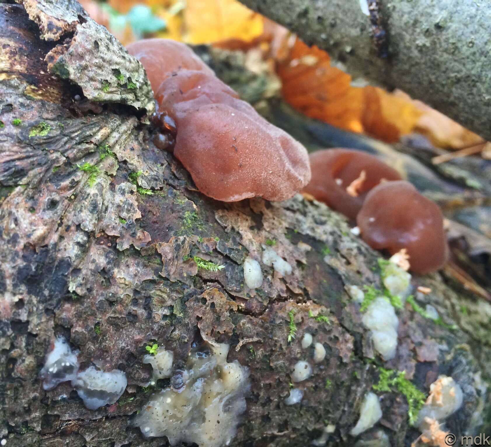 Slime mould?