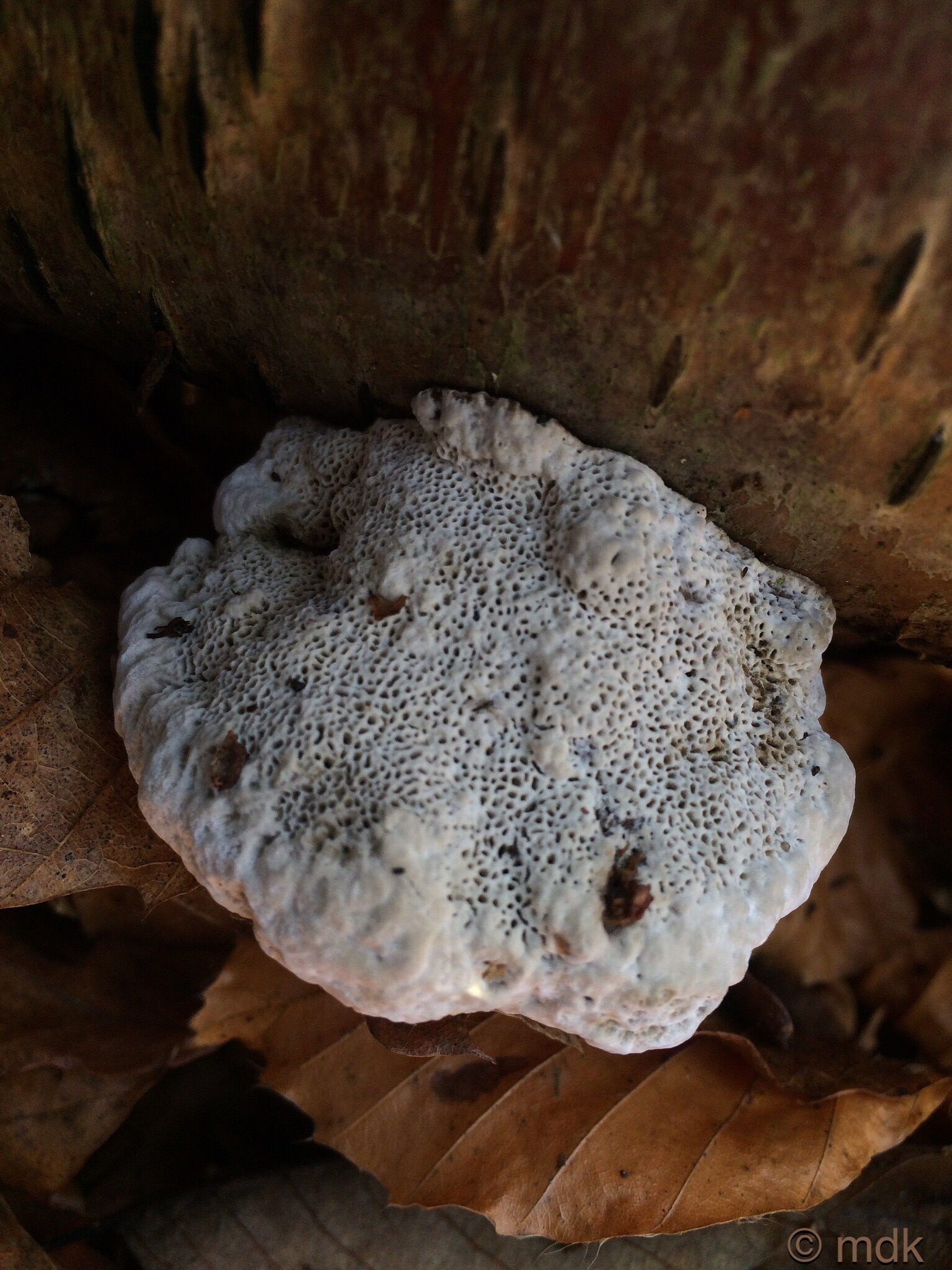 Not a stone, a fungus