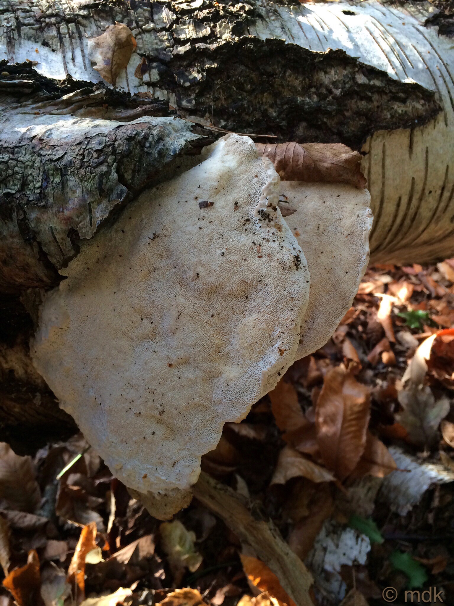 Polypores!