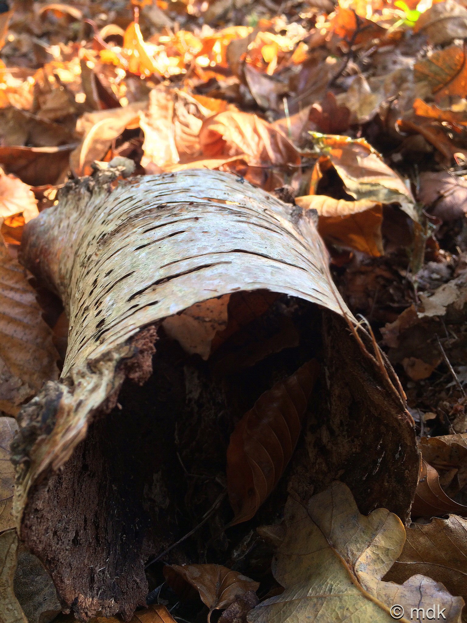 Strange hollow birch branch