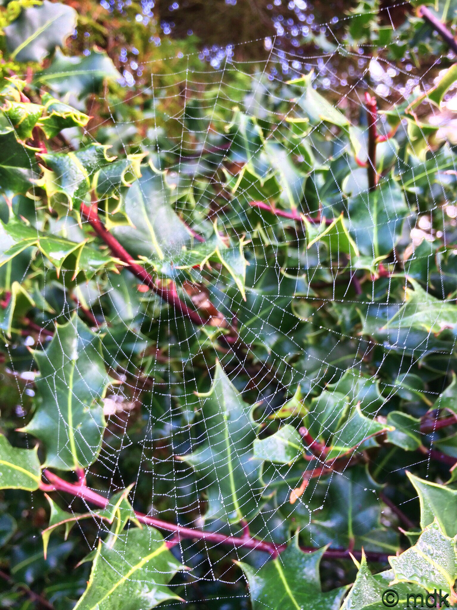 Mother Nature's Christmas decorations are the best