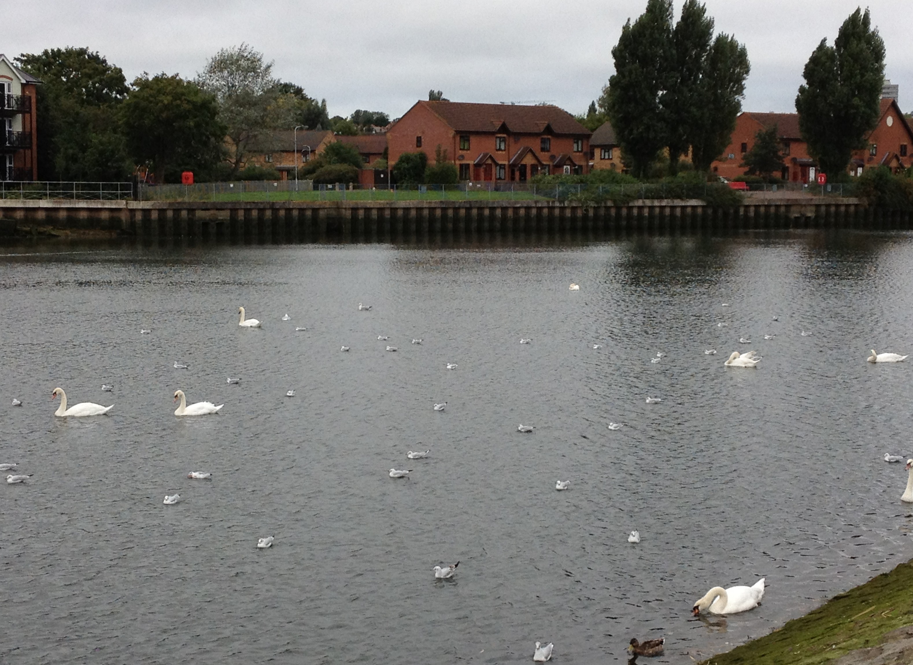 seagull-flotilla-1
