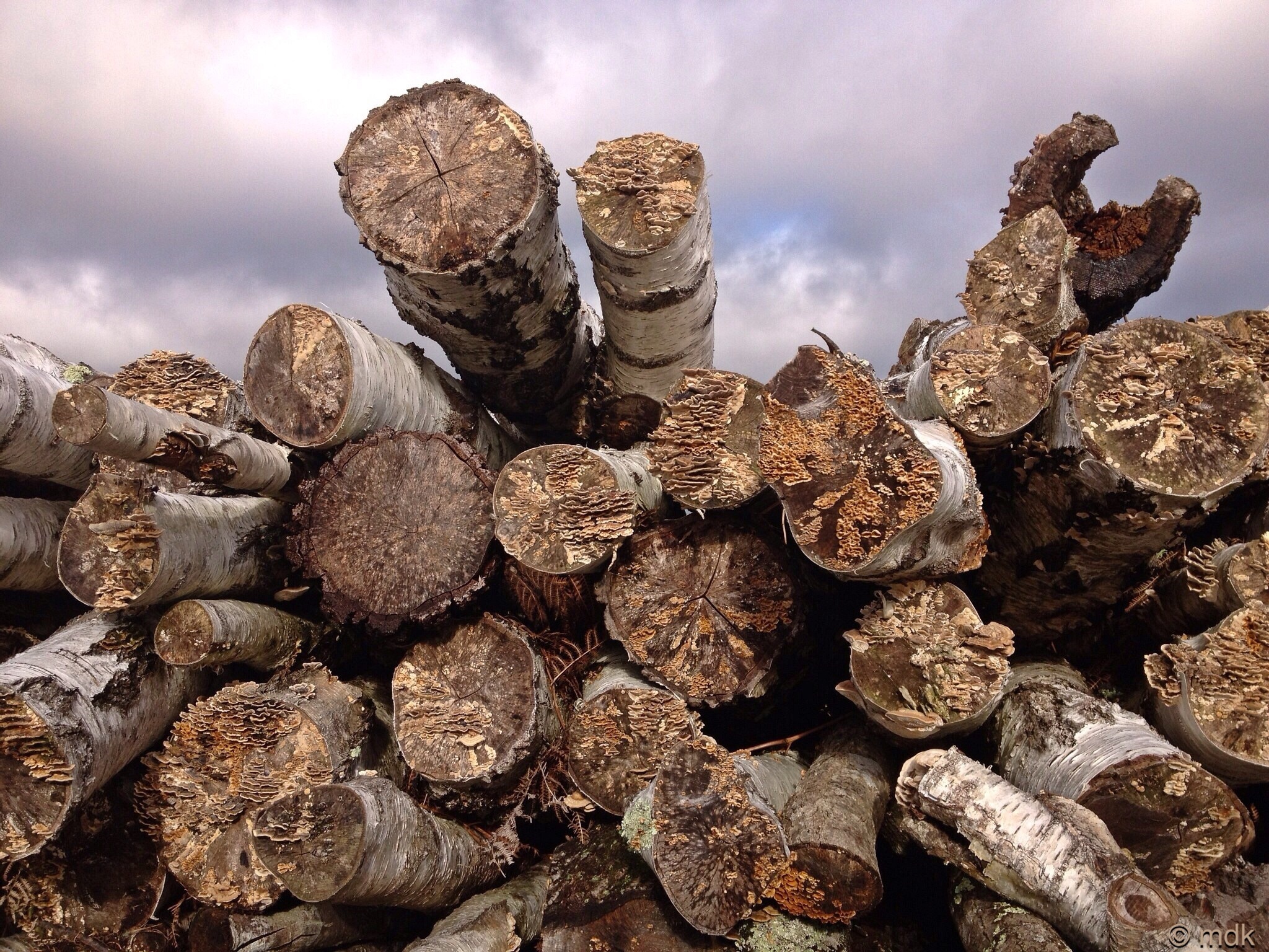Logs full of fungi