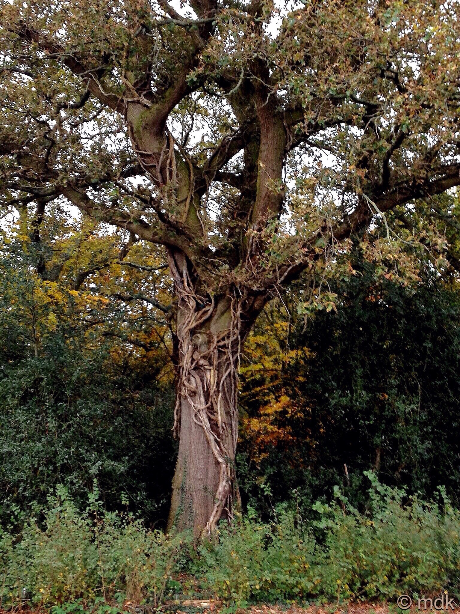 The Ent tree