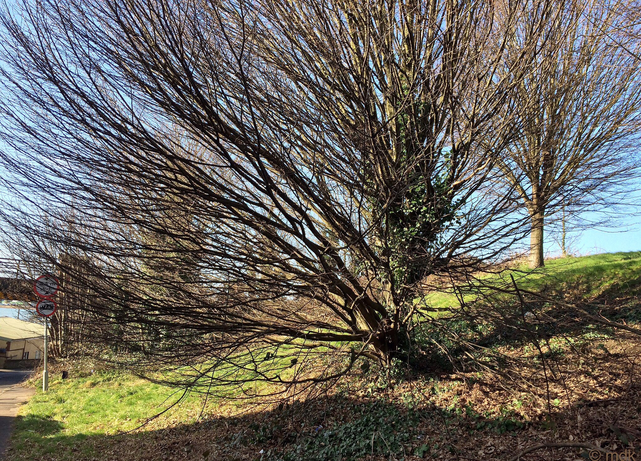 Somwehre under this grassy bank is a mass grave