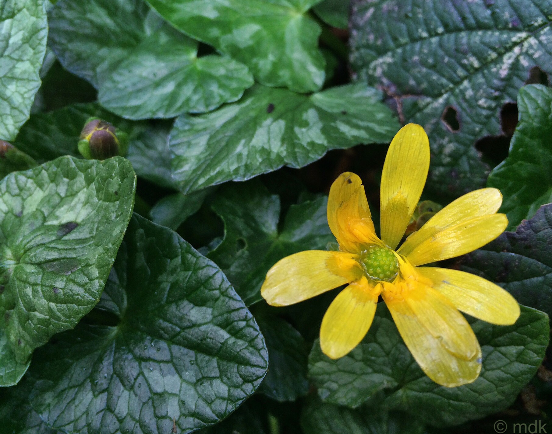Lesser celandine
