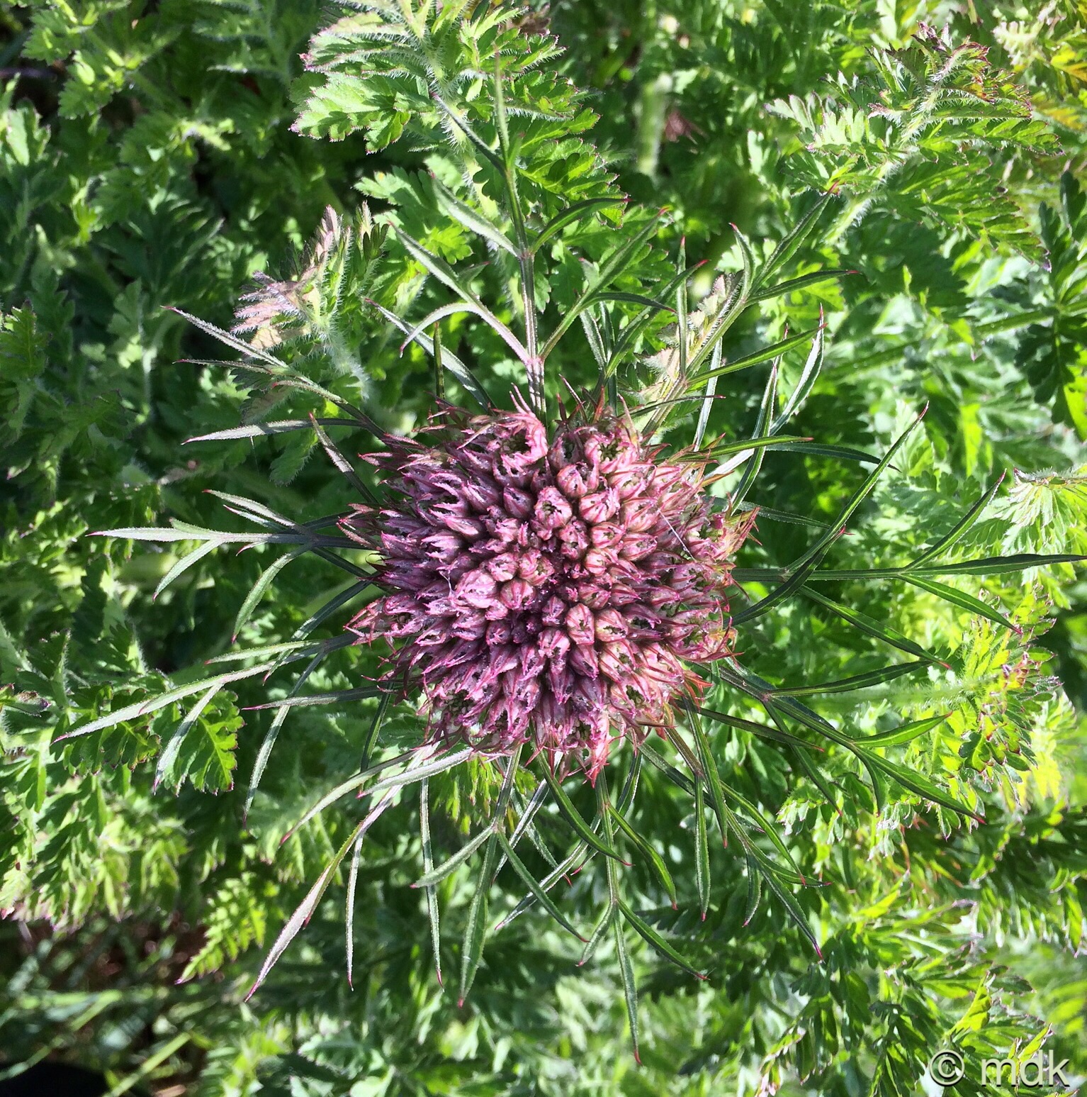 Queen Anne's lace?