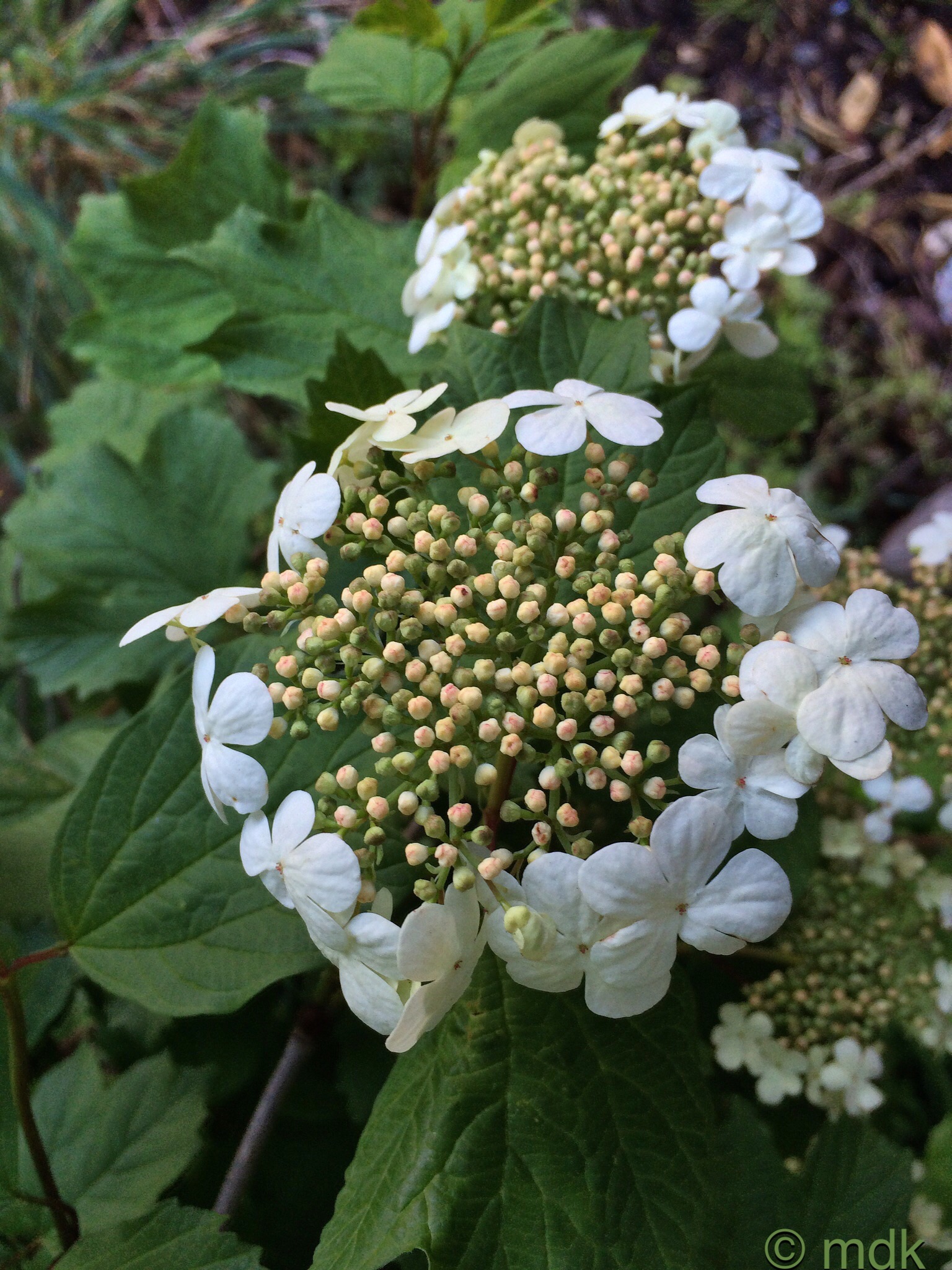 Guelder rose