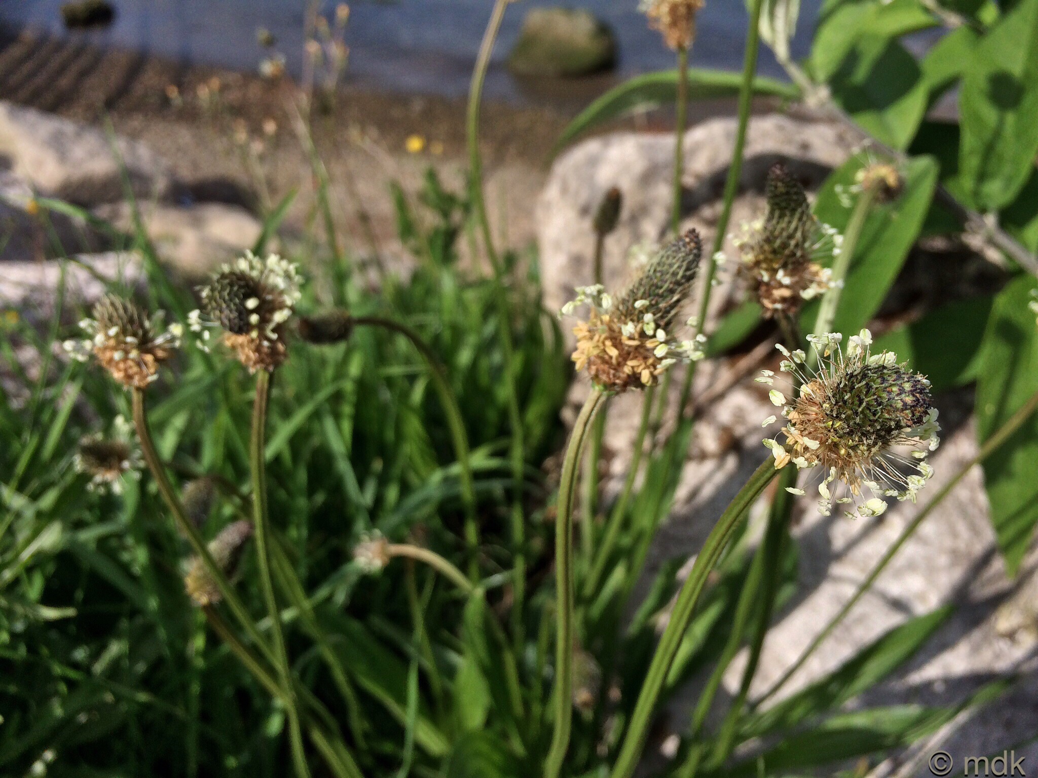 Ribwort plantain