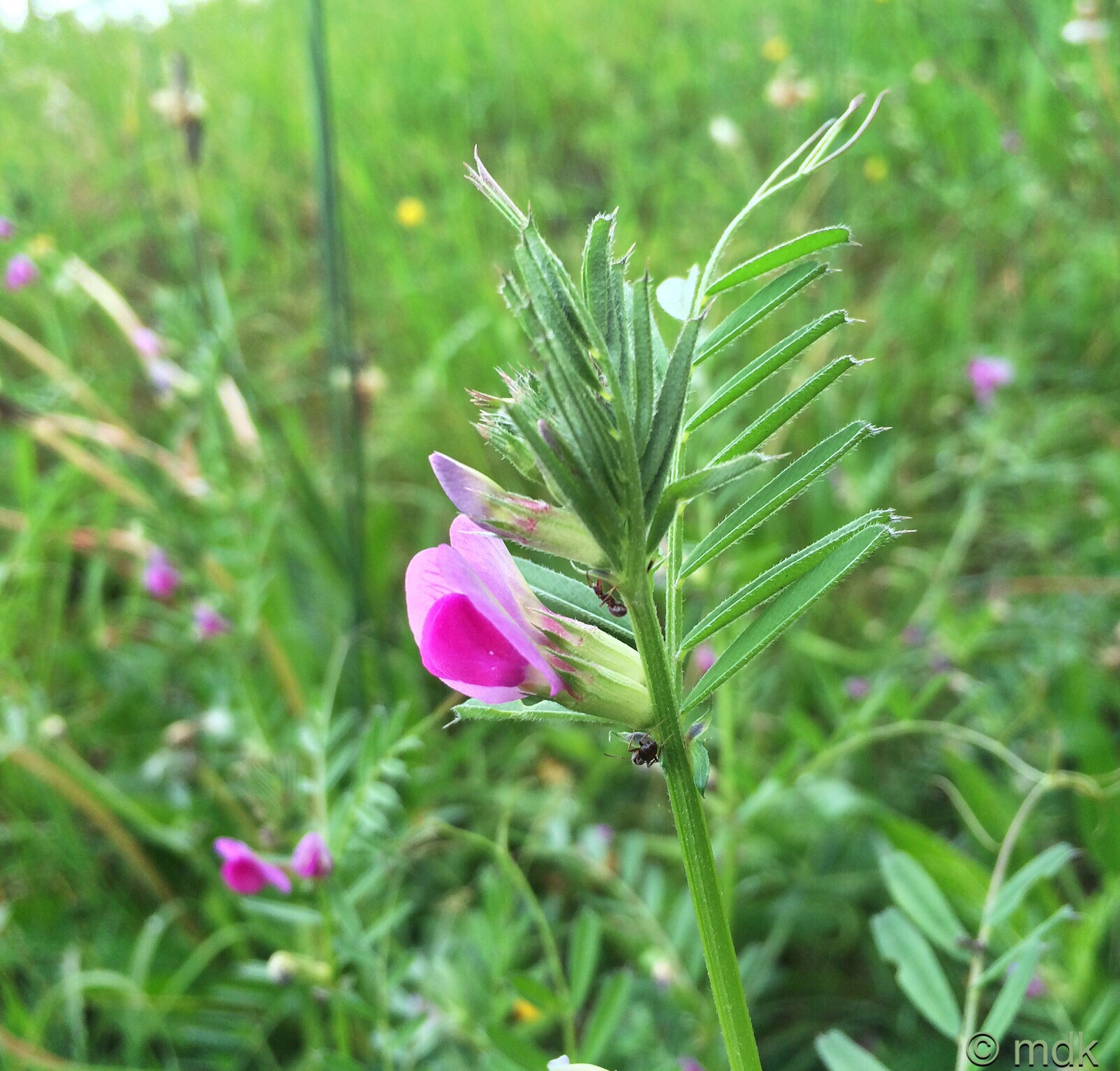 Vetch