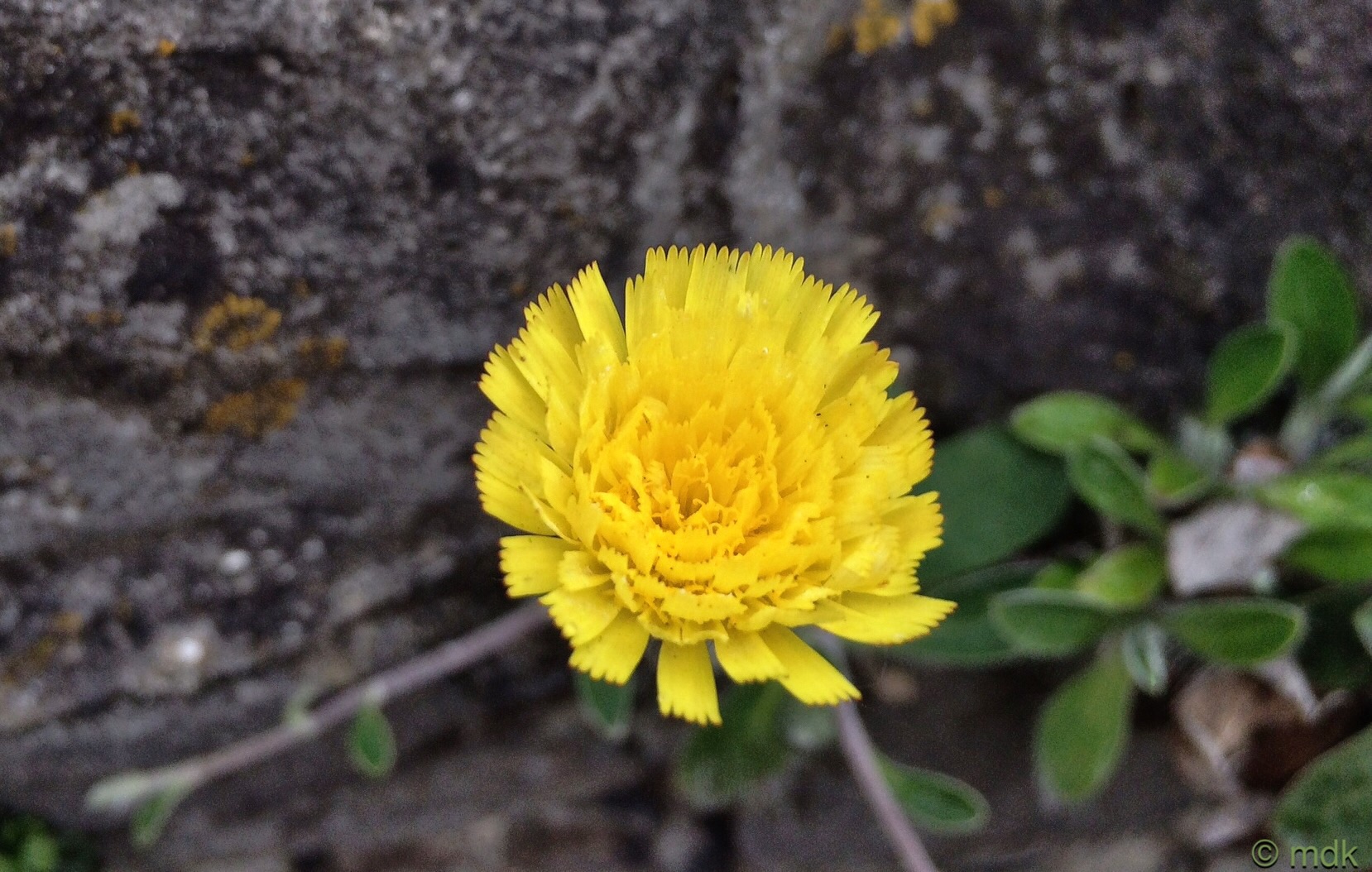 Hawkweed