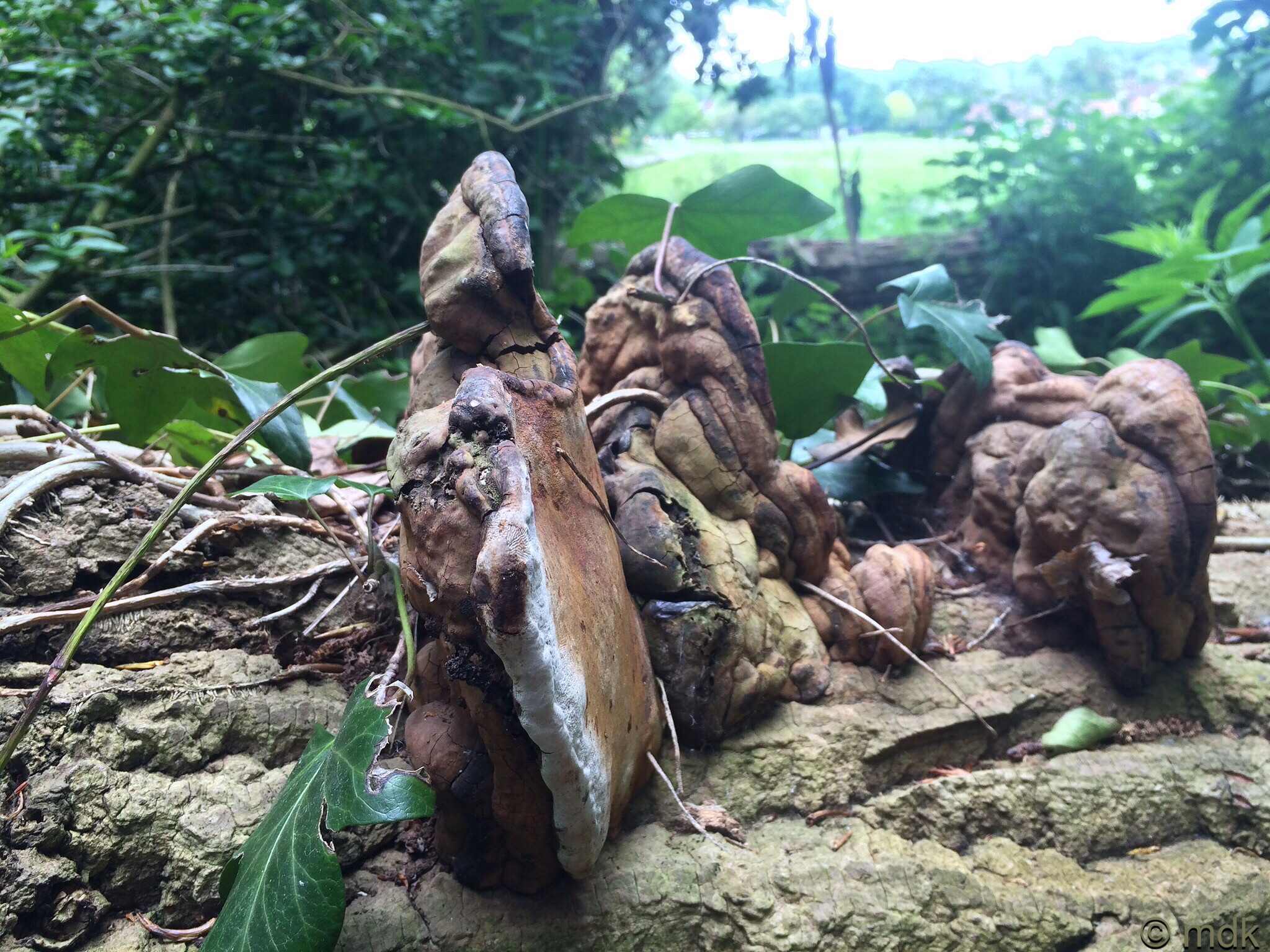 Tinder fungus