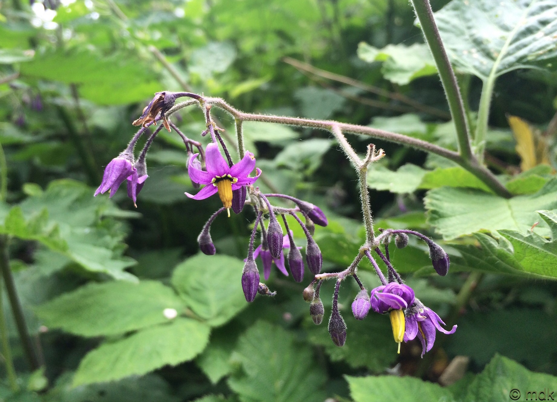 Nightshade