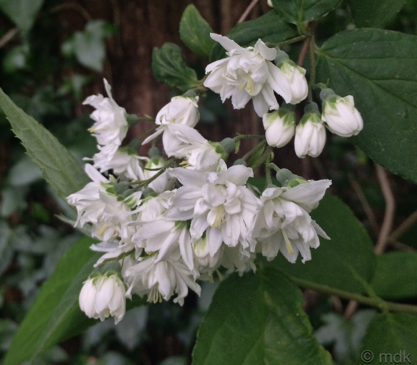 Philadelphus