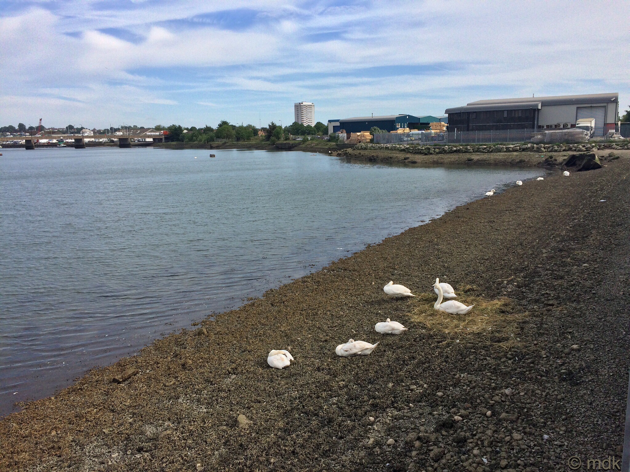 Cygnets playing house