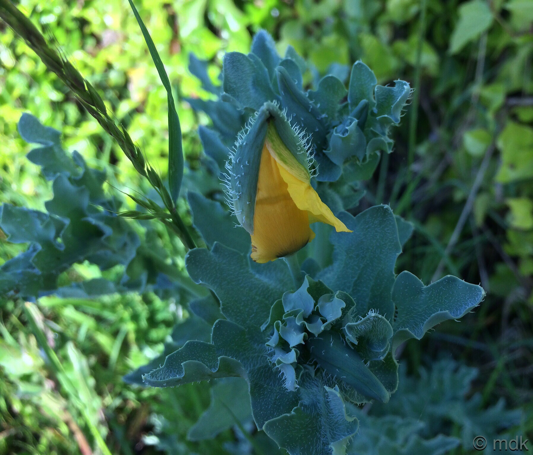 Horned poppy