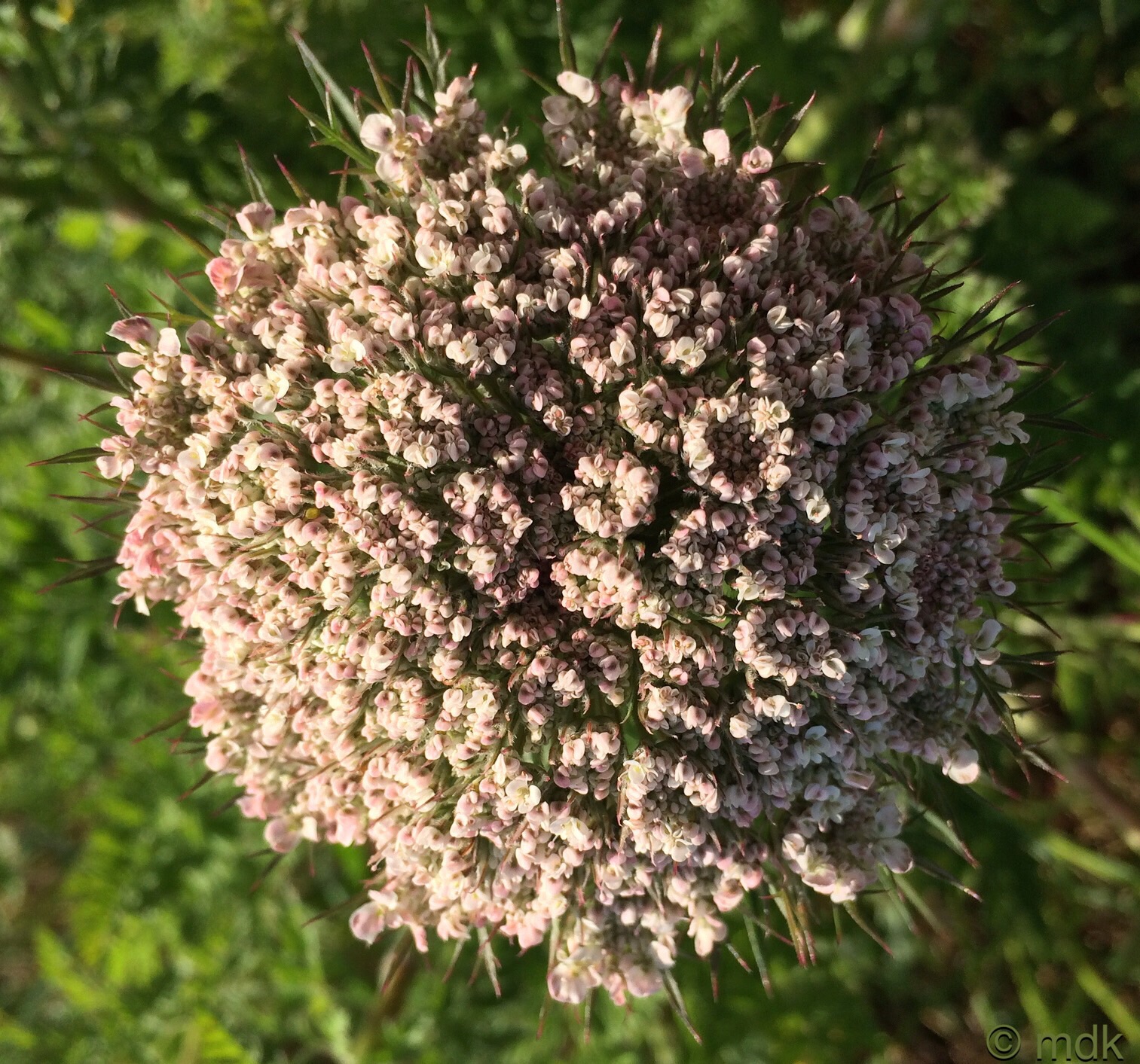 Queen Anne's lace