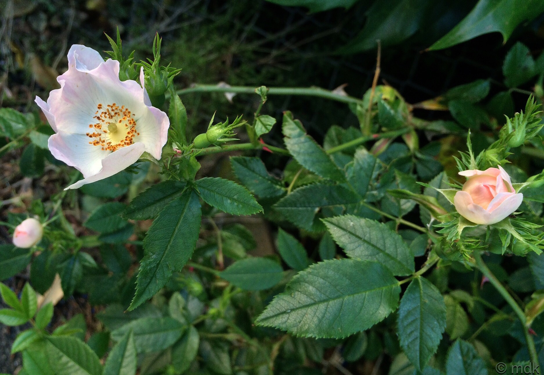 Dog rose