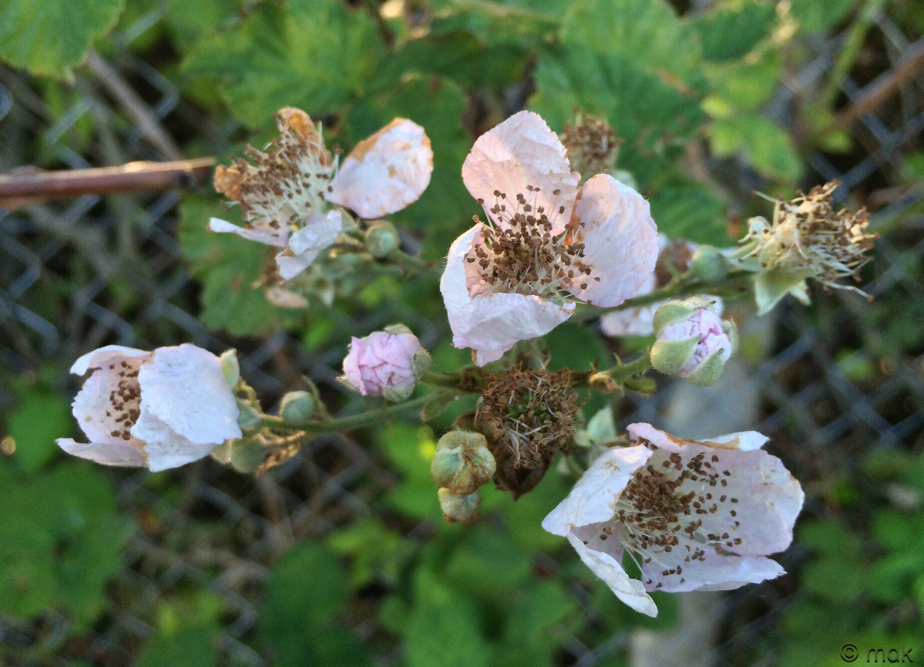 Blackberry
