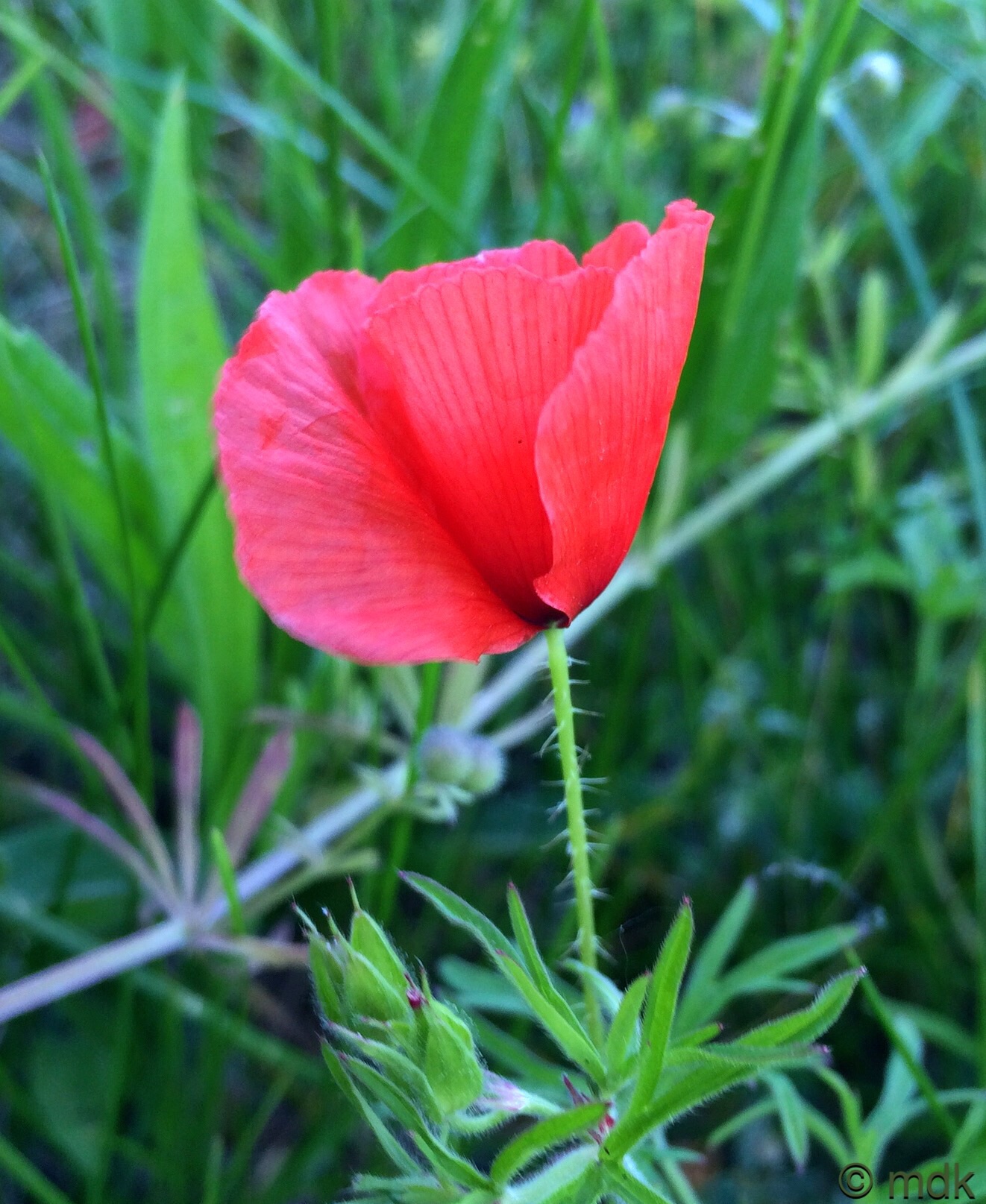 Field poppy