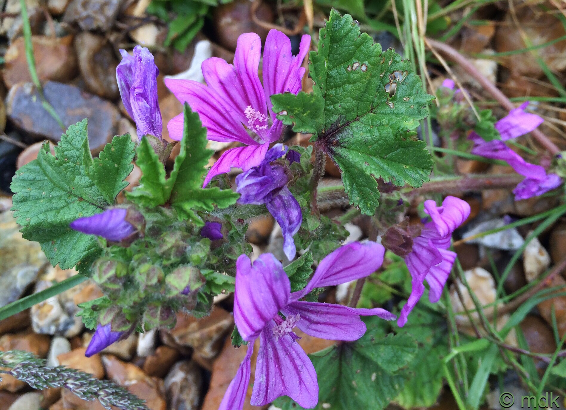 Mallow