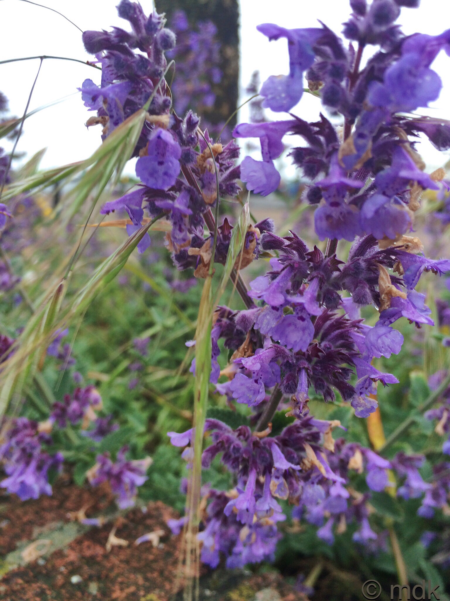 Hyssop