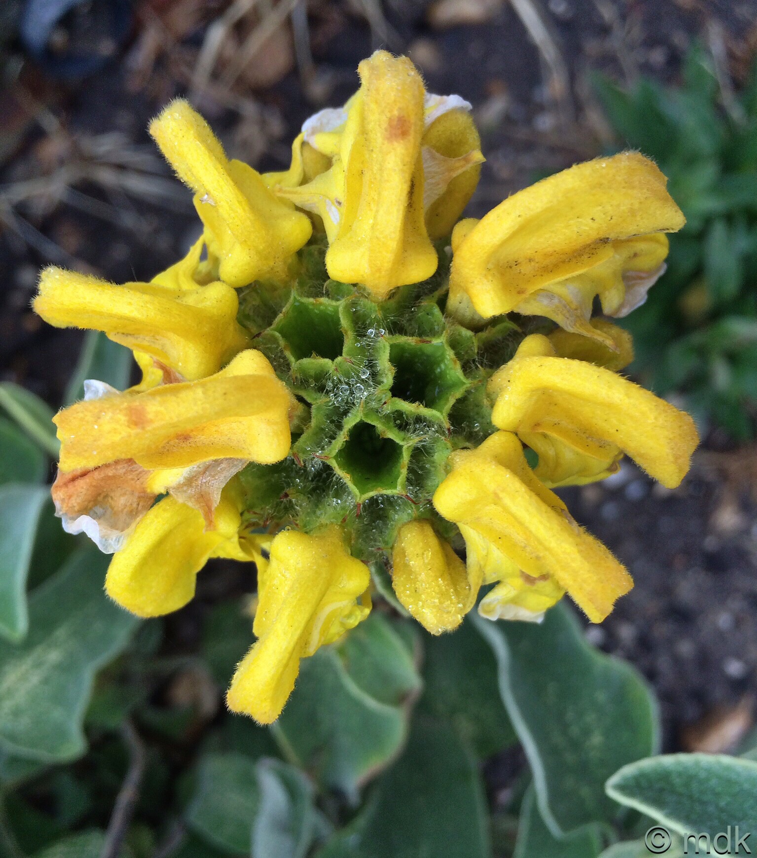 Phlomis