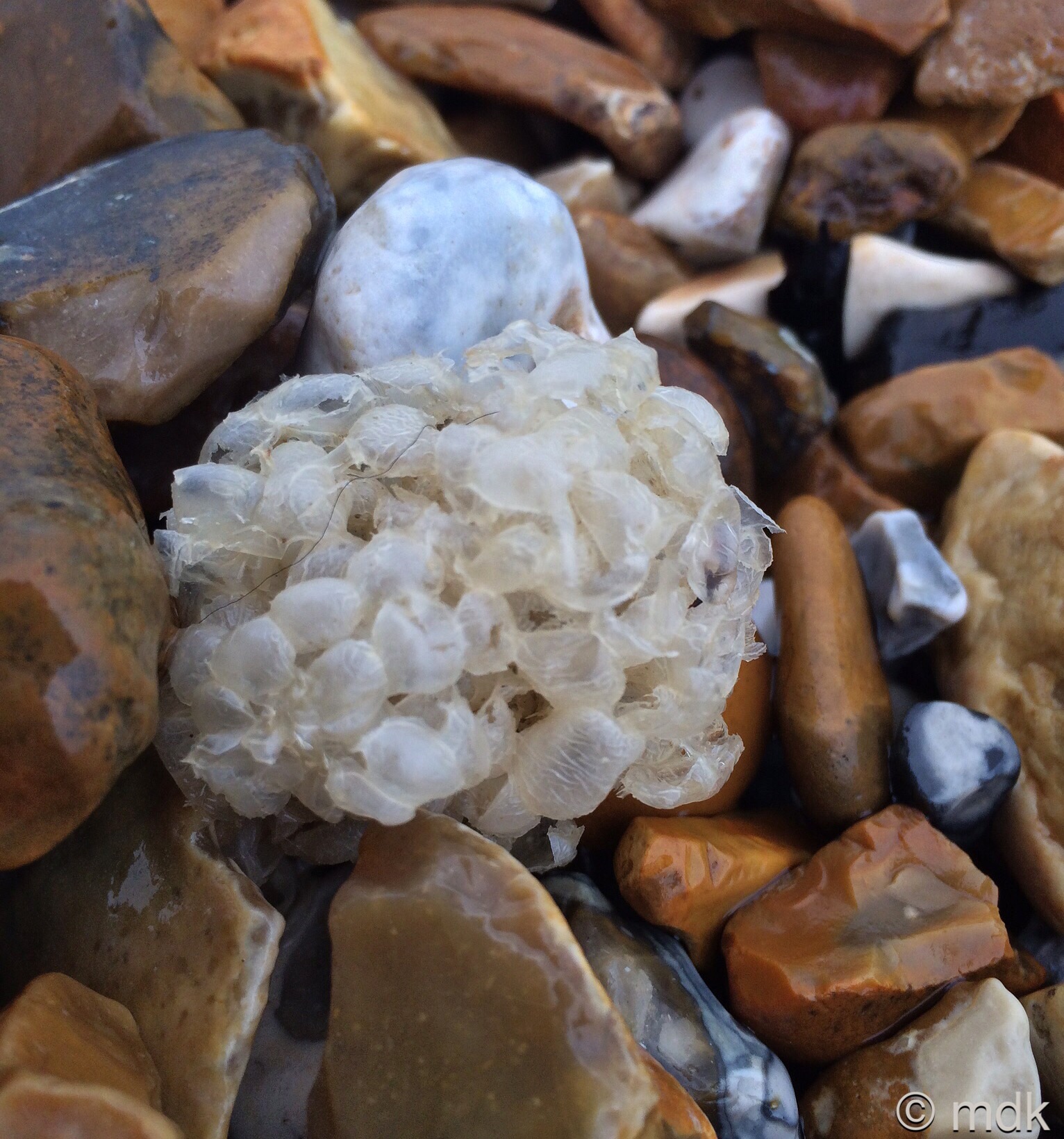 Whelk egg cases