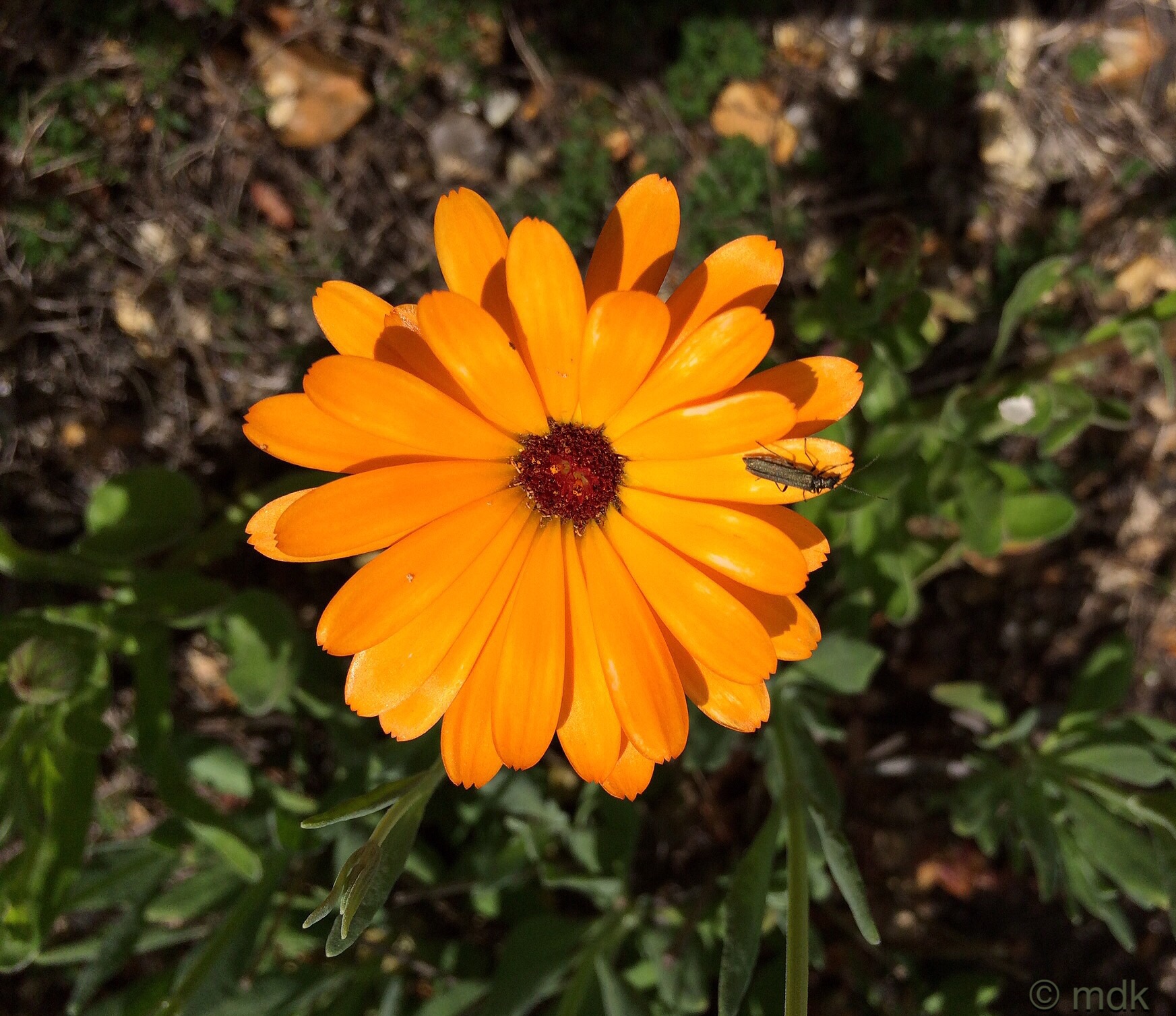 Marigold