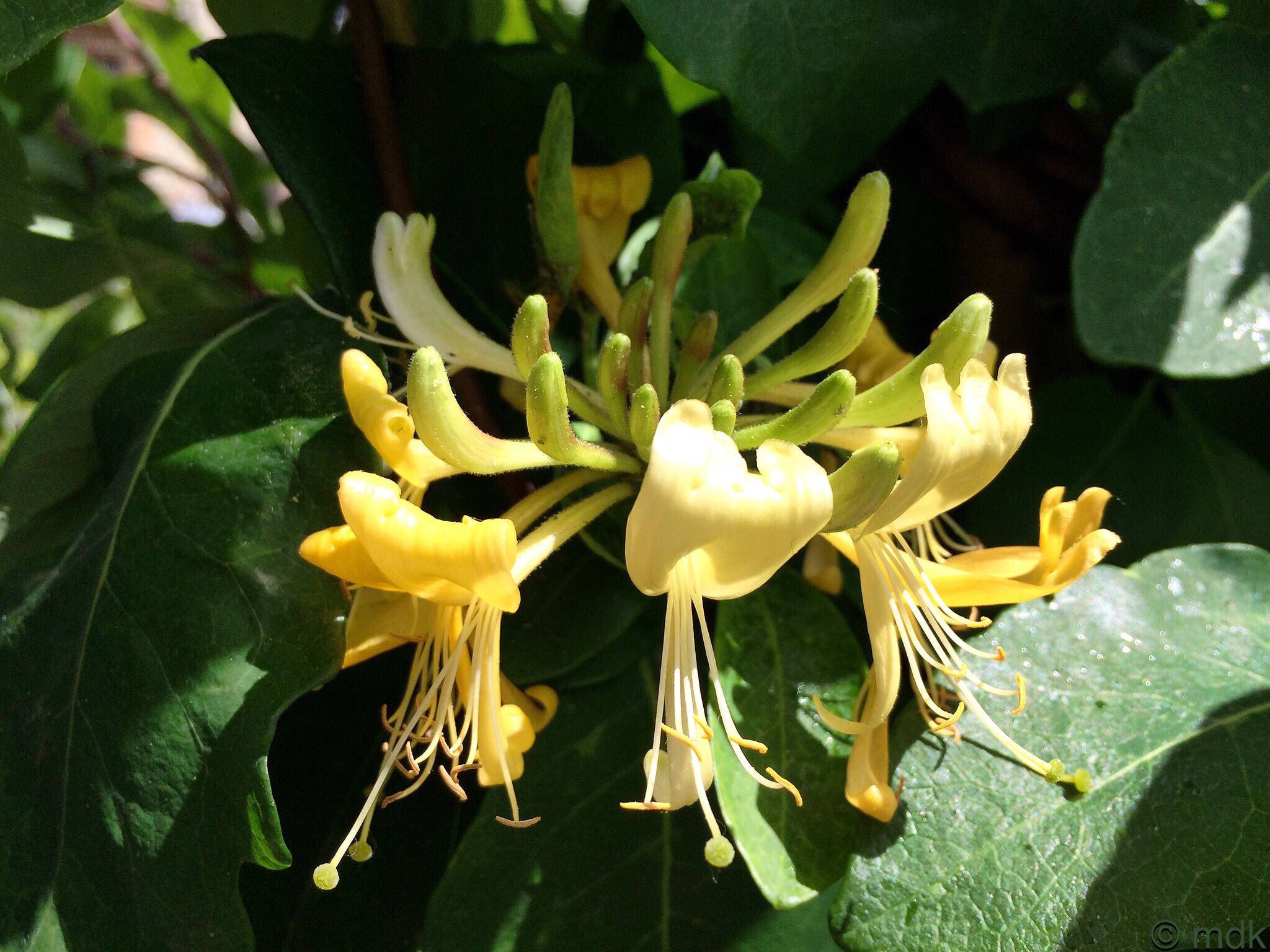 Honeysuckle