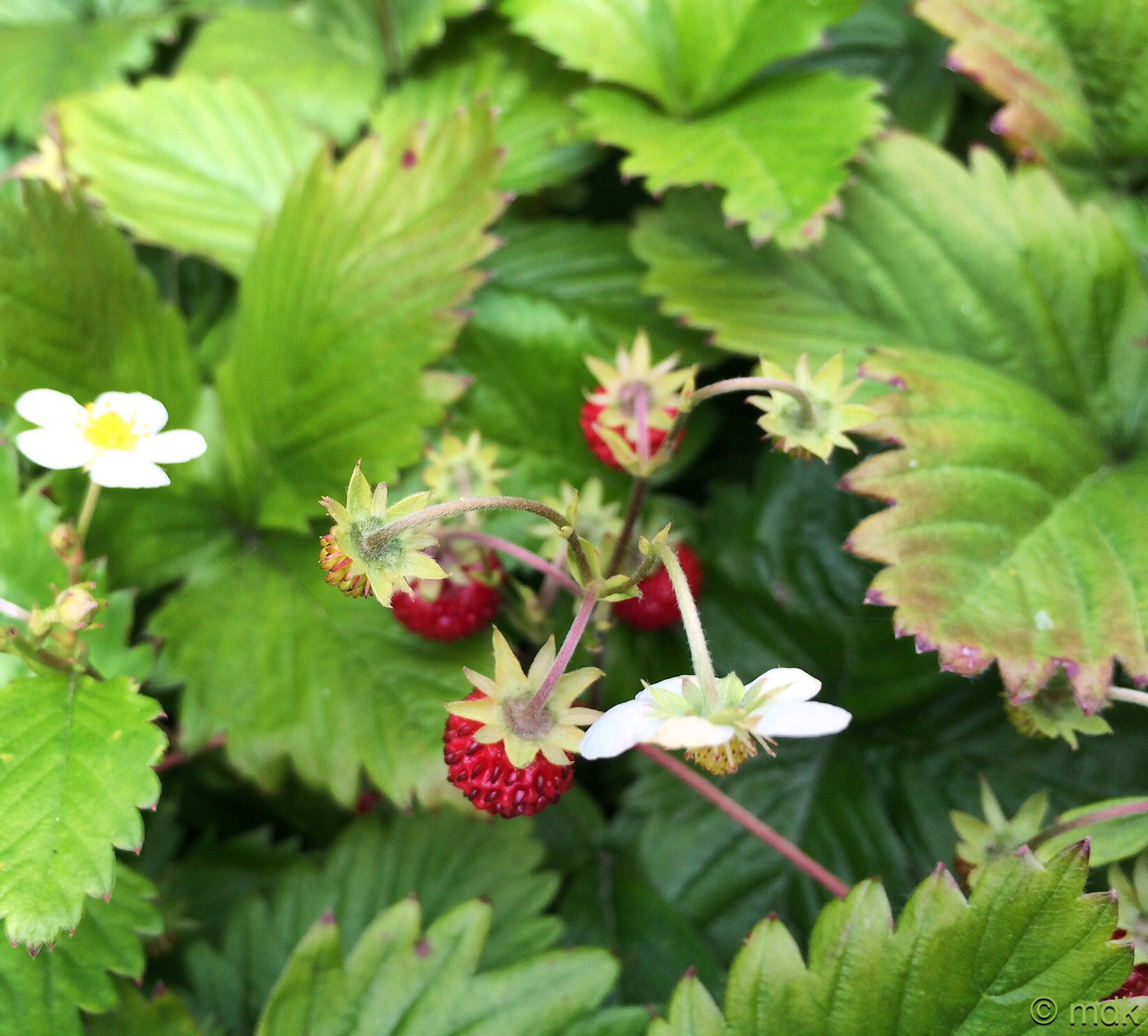Wild strawberries