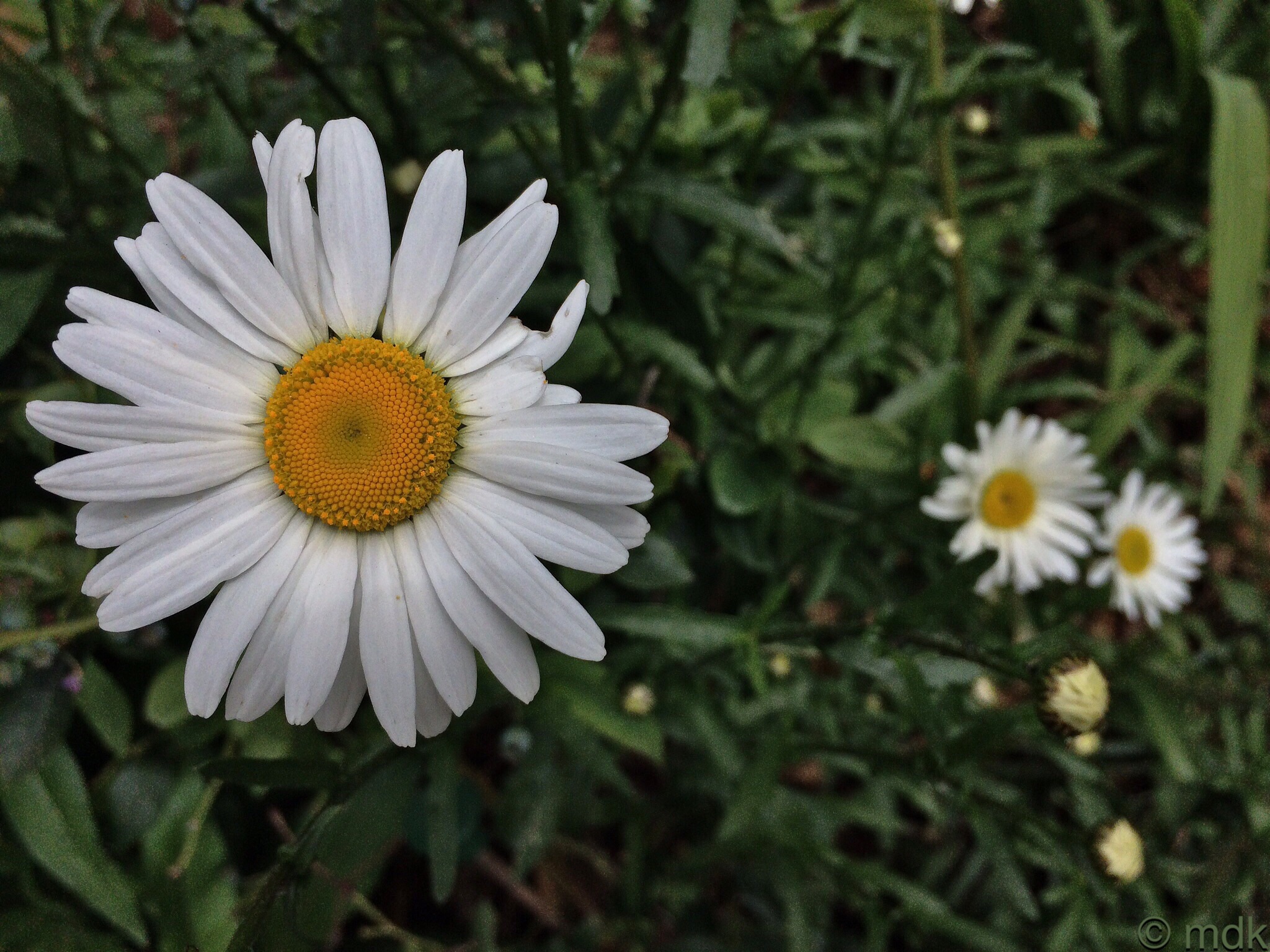 Oxeye daisy