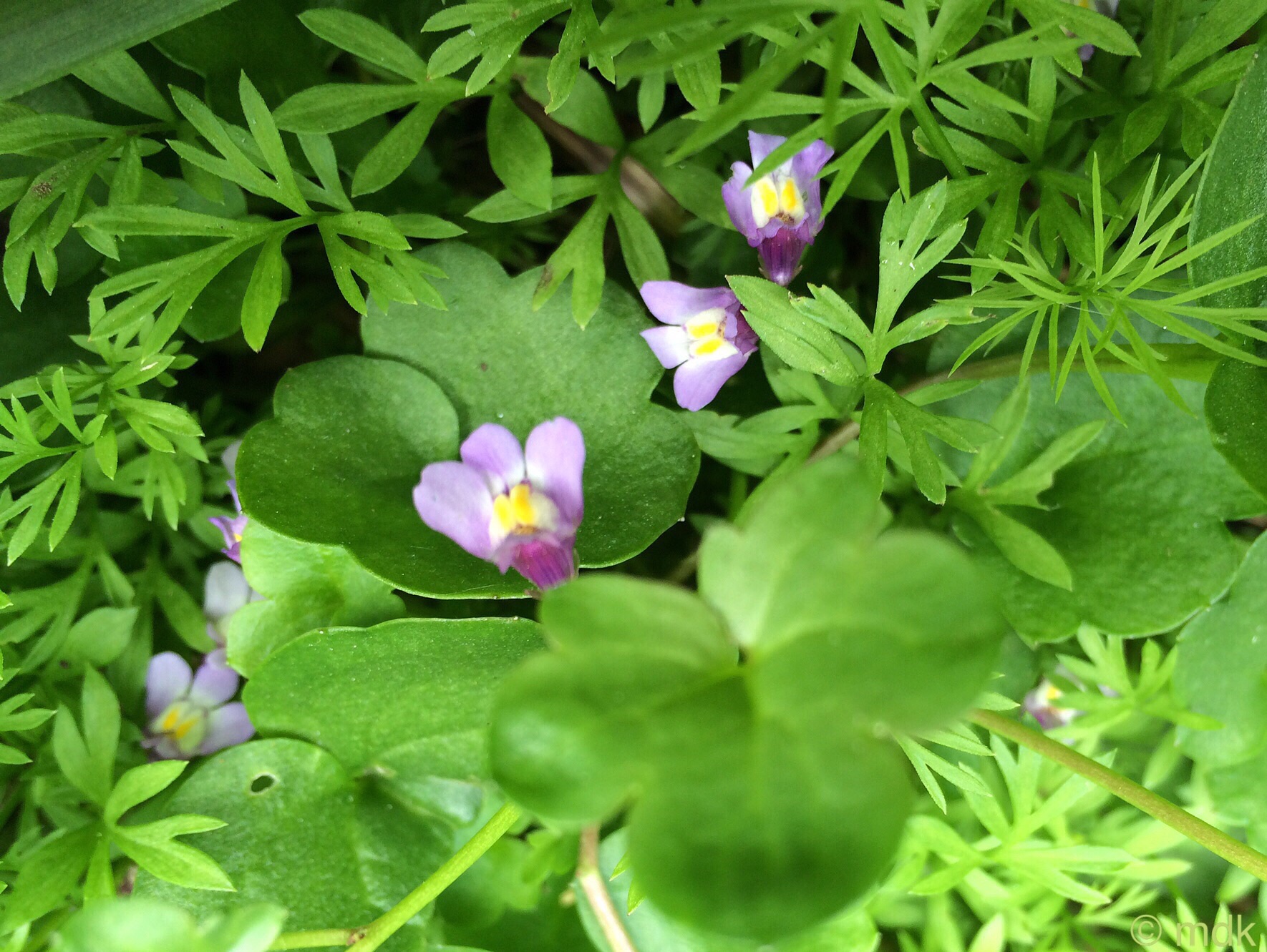 Ivy leaved toadflax