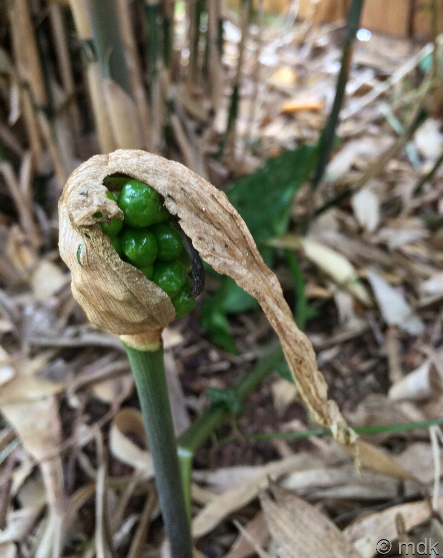 Cuckoo pint