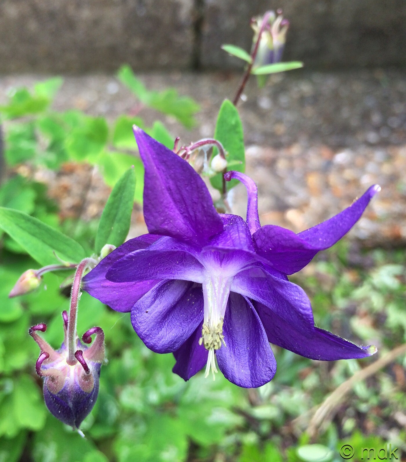 Aquilegia