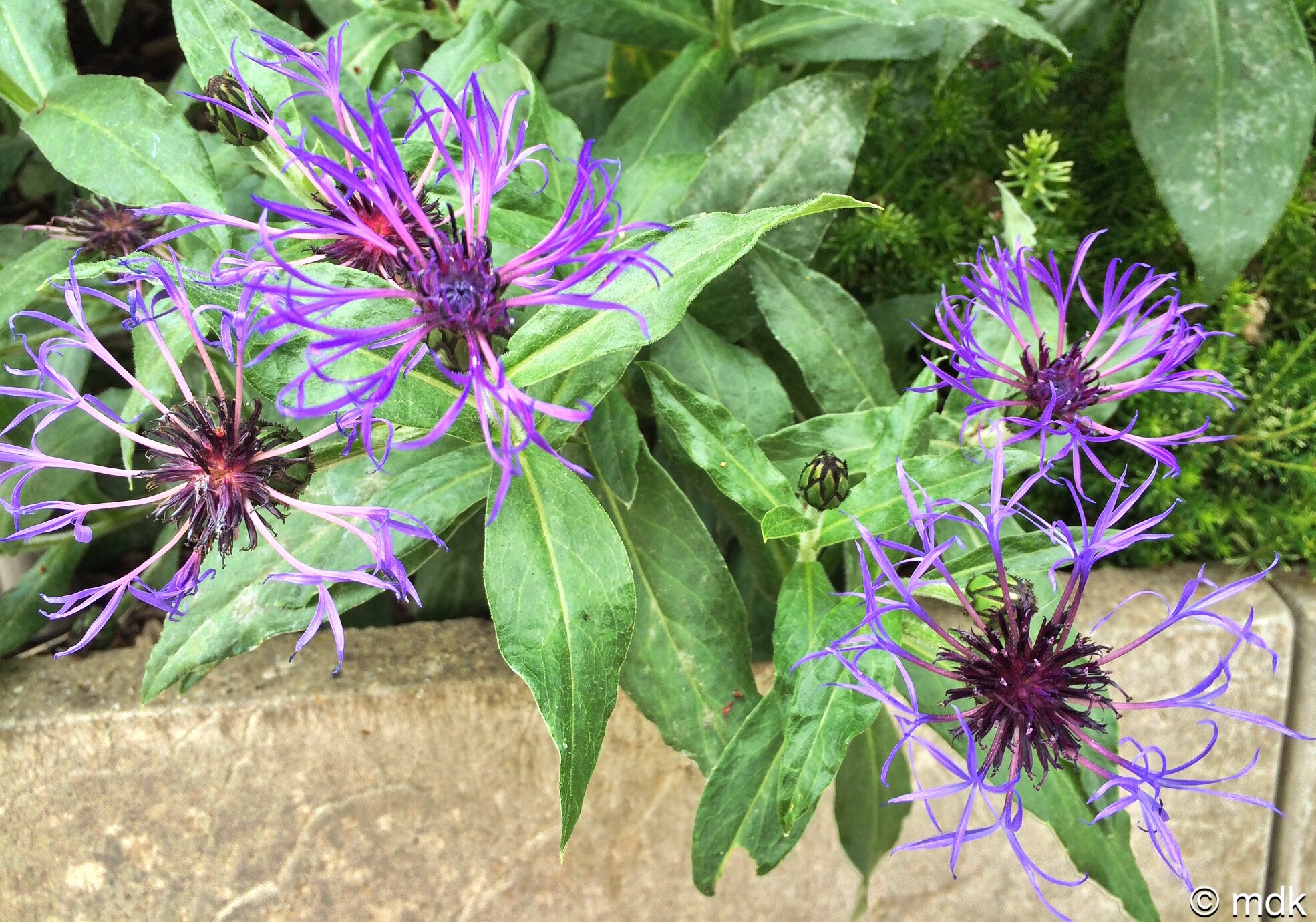 Cornflower