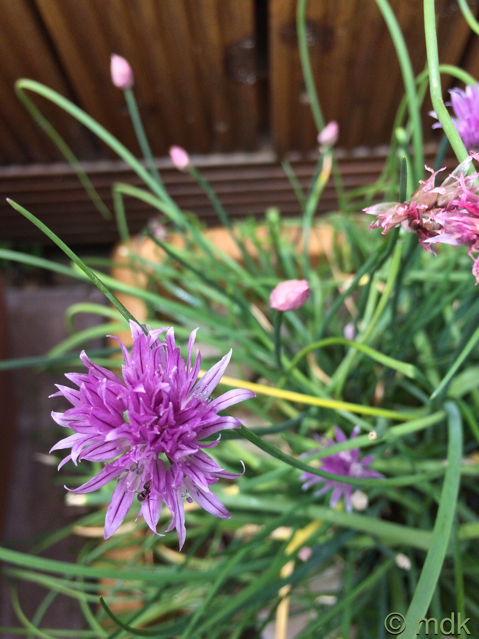 Chives
