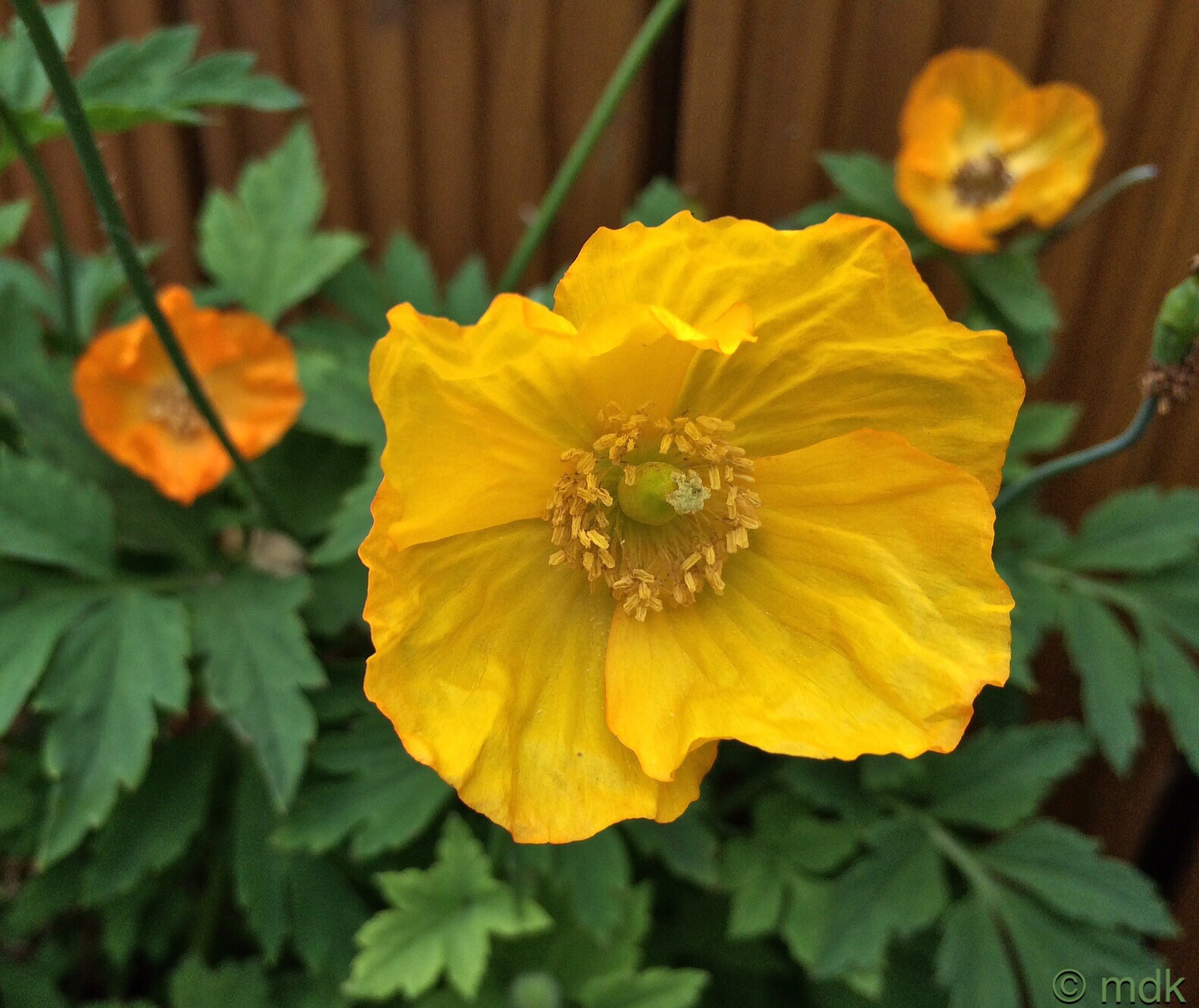 Welsh poppies