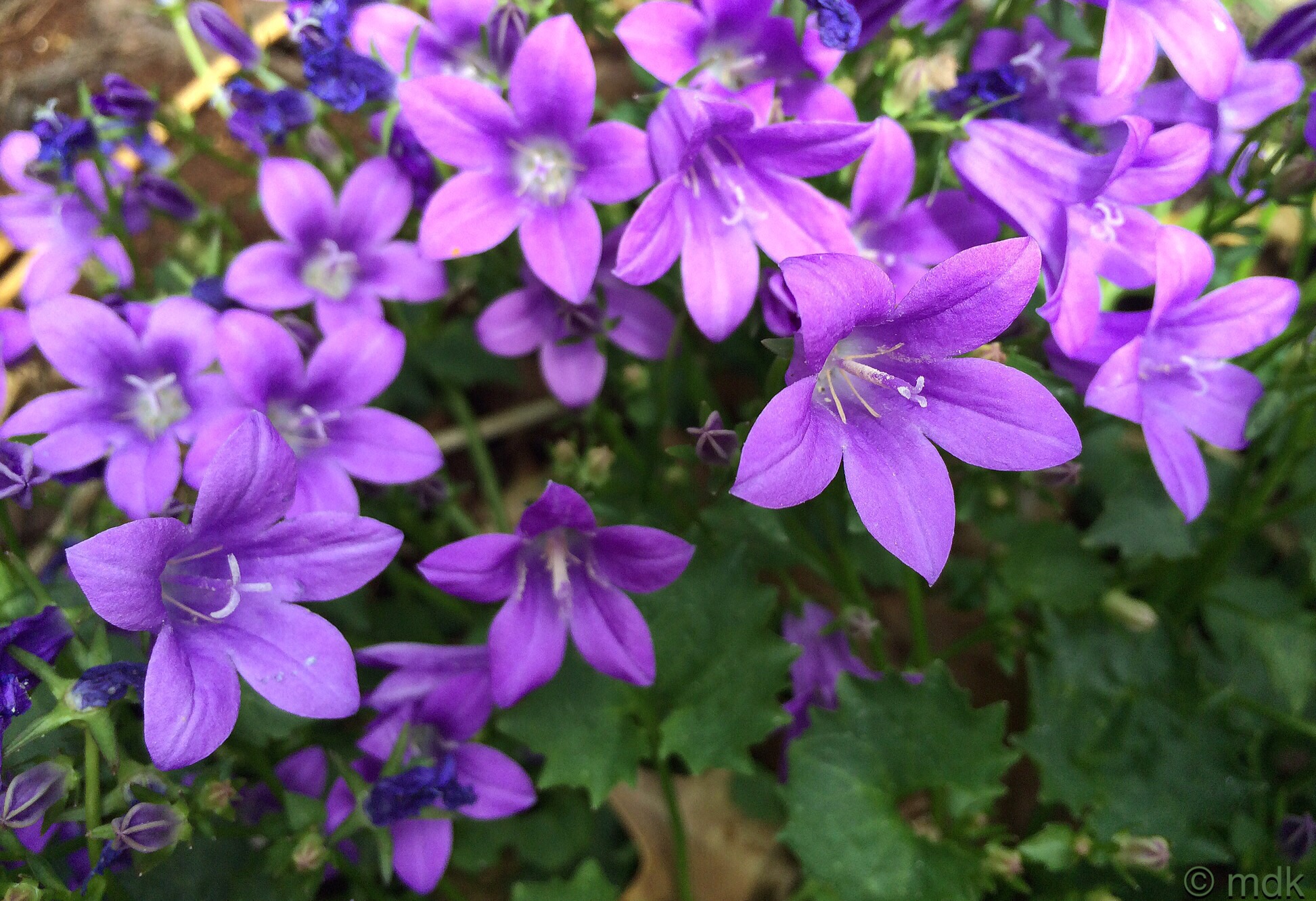 Campanula