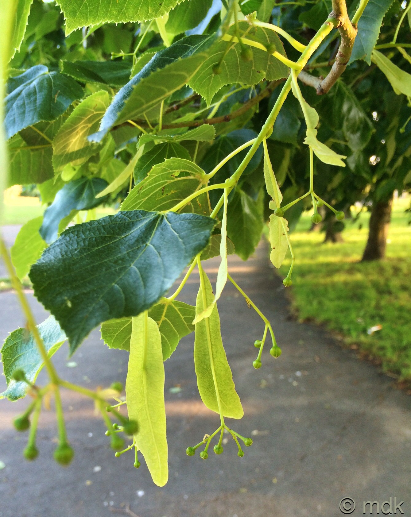 Lime tree buds