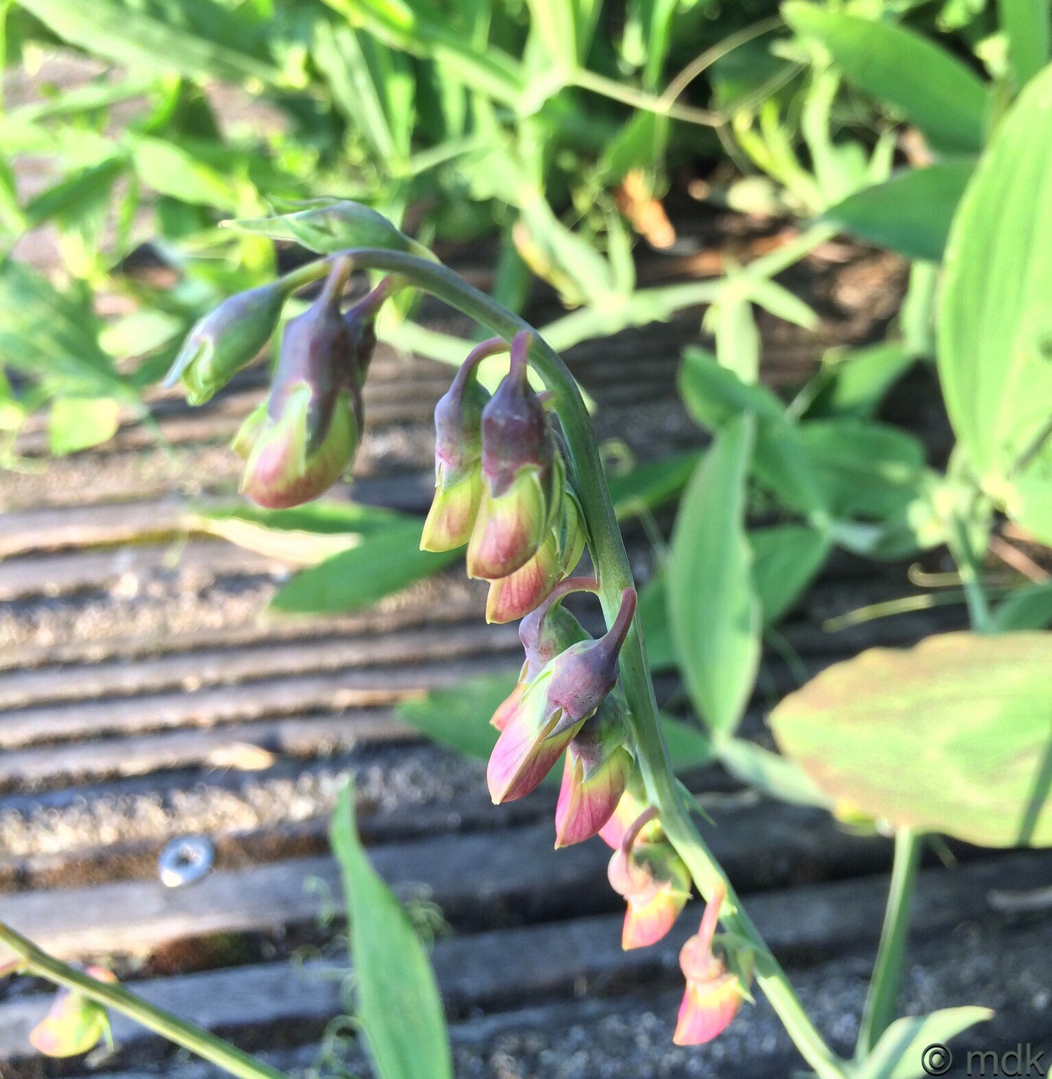 Wild sweet pea