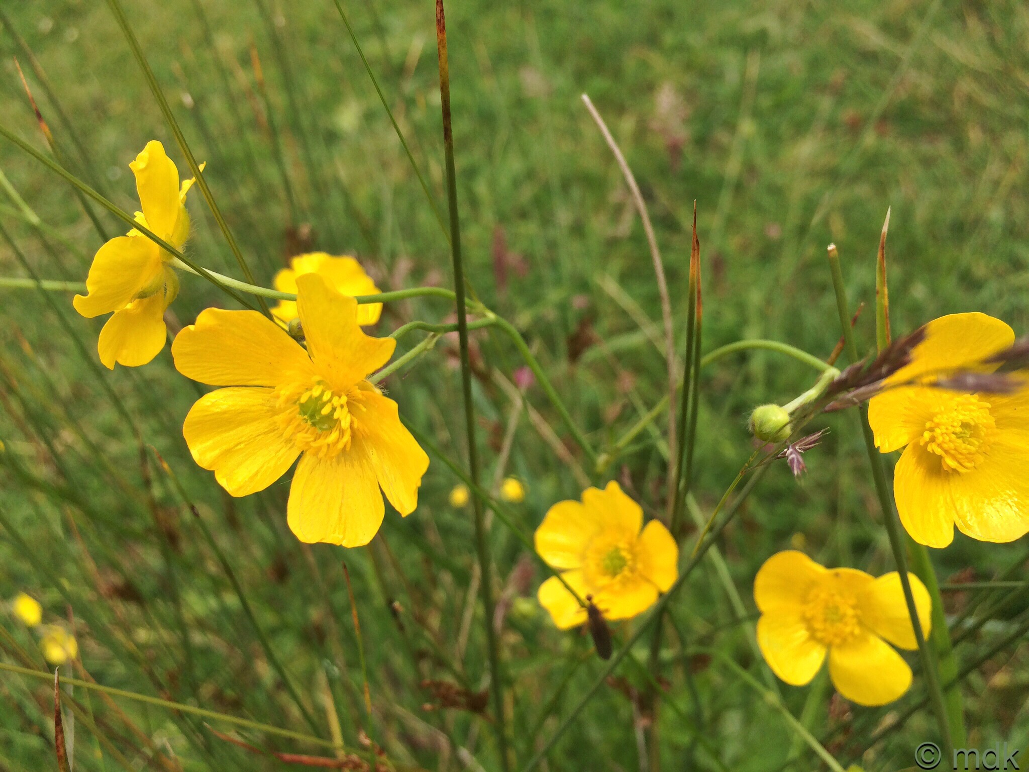 Buttercups