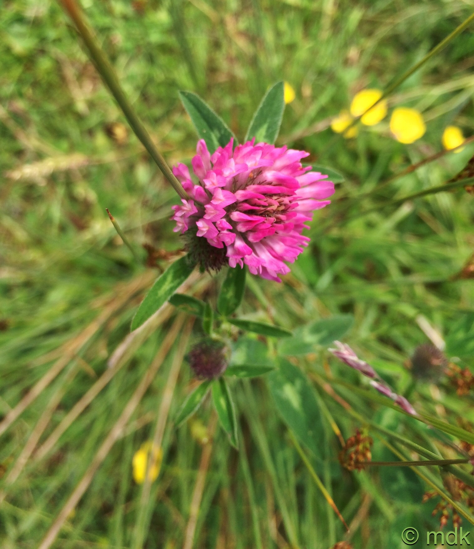 Clover