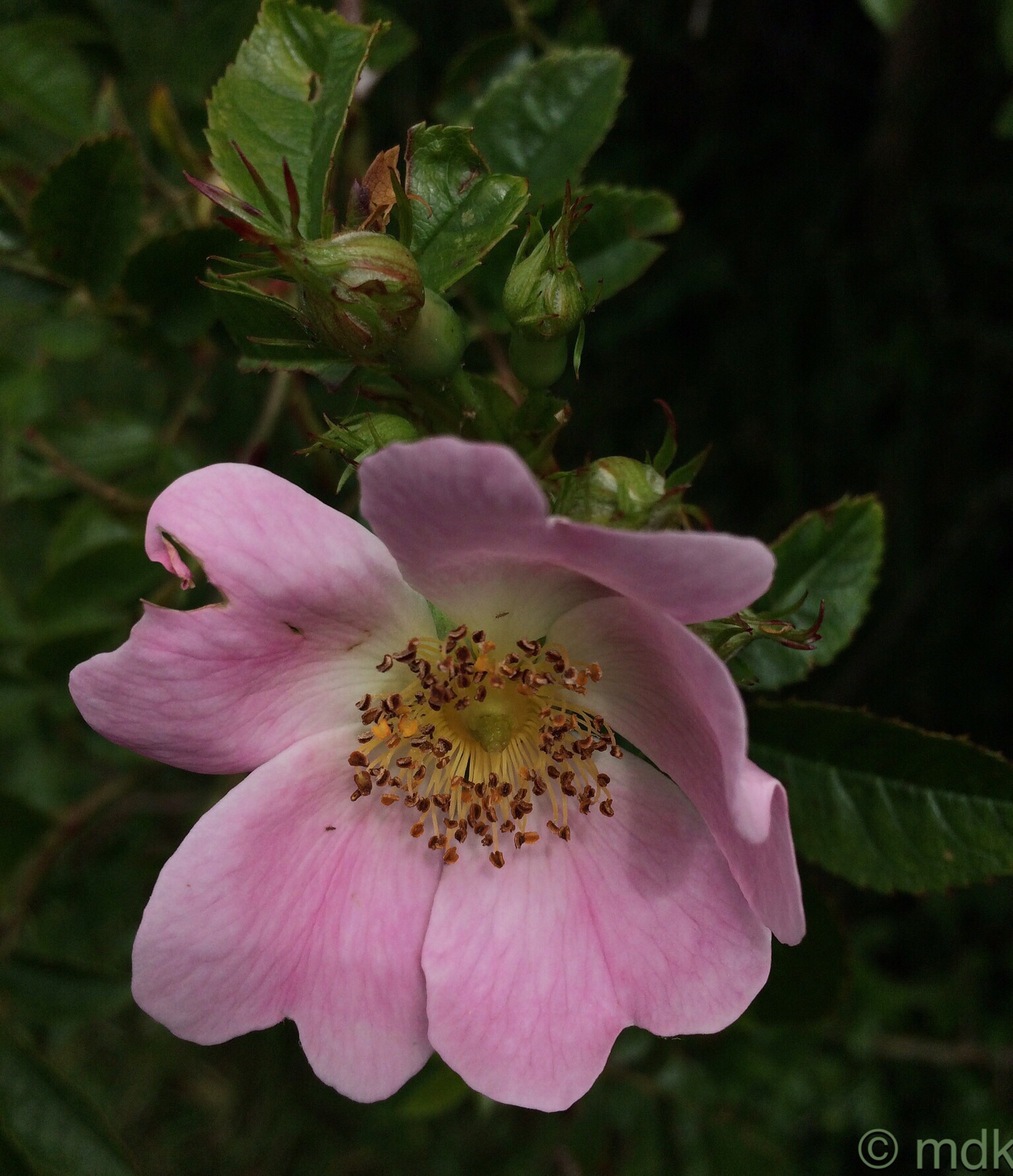 Dog rose