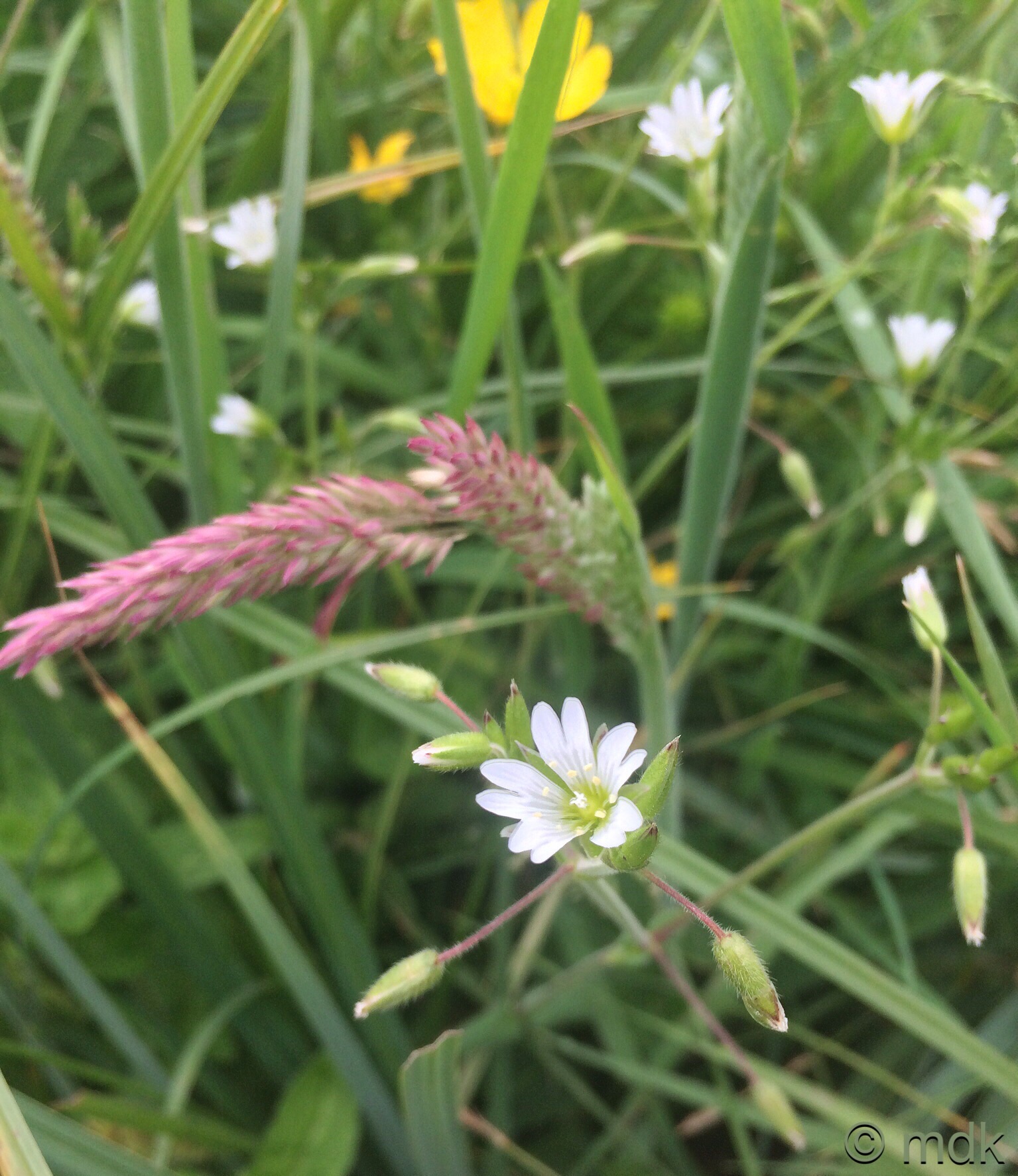 Meadow chick weed