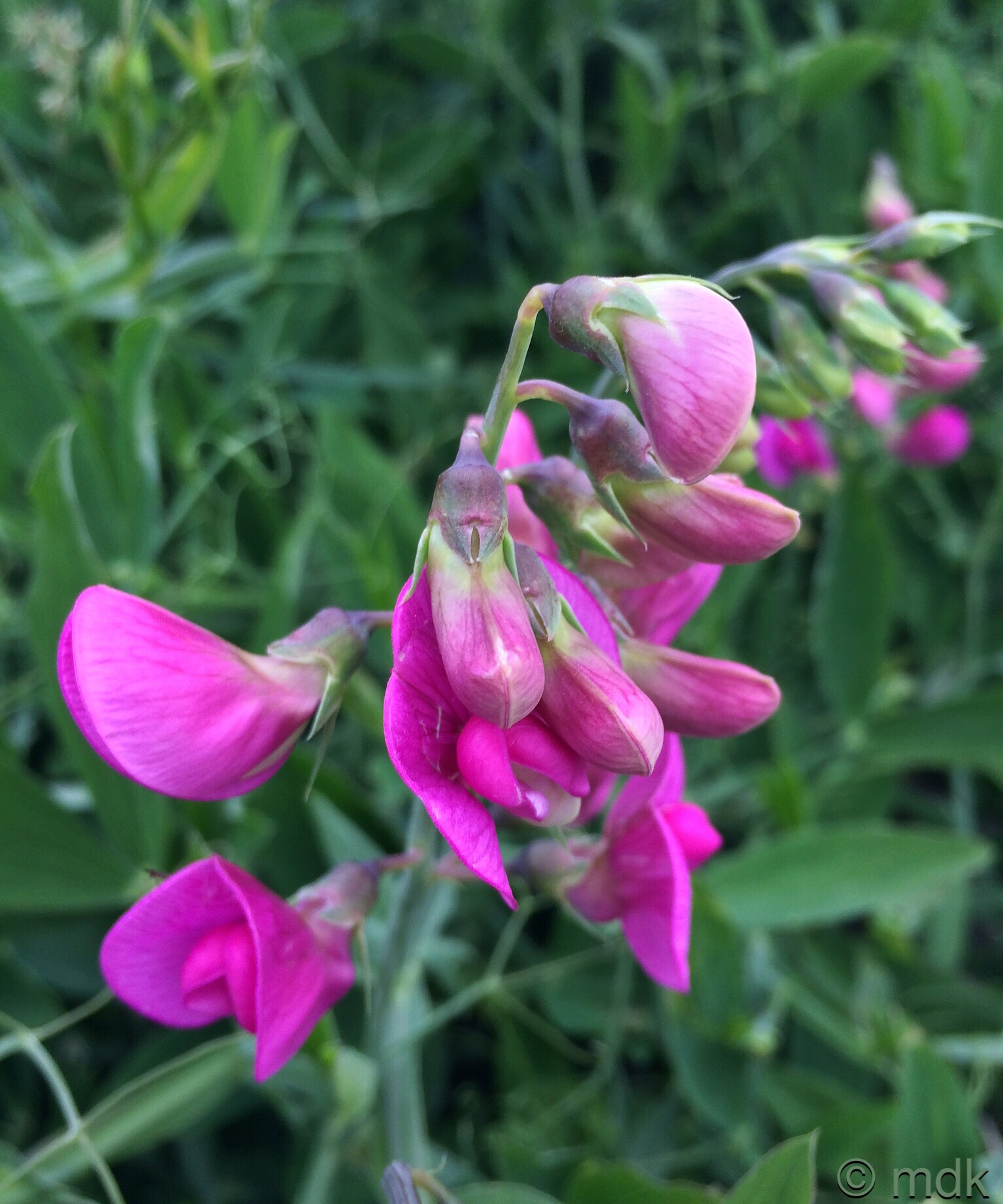 Wild sweet pea