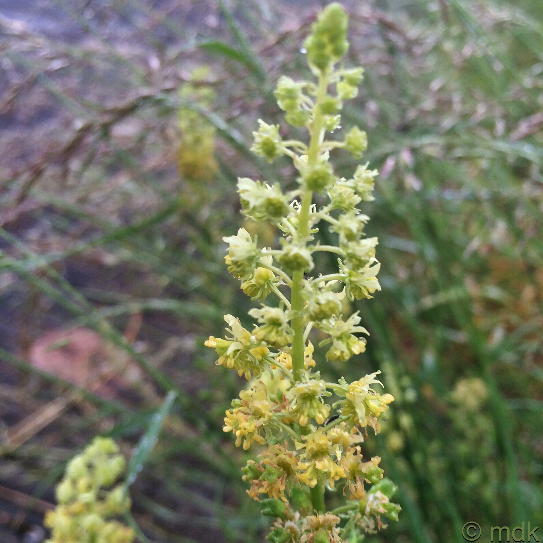Wild mignonette
