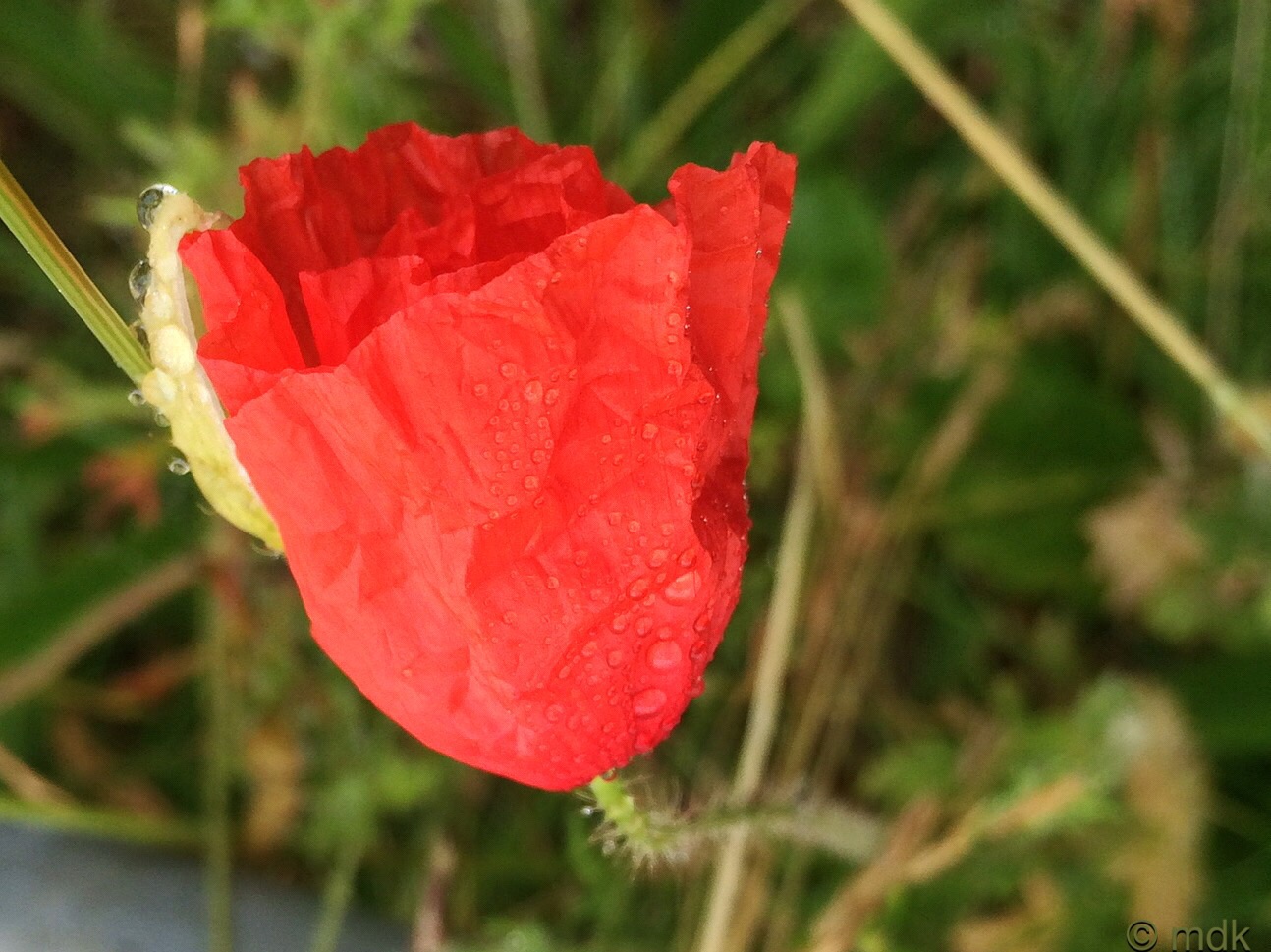 Field poppy